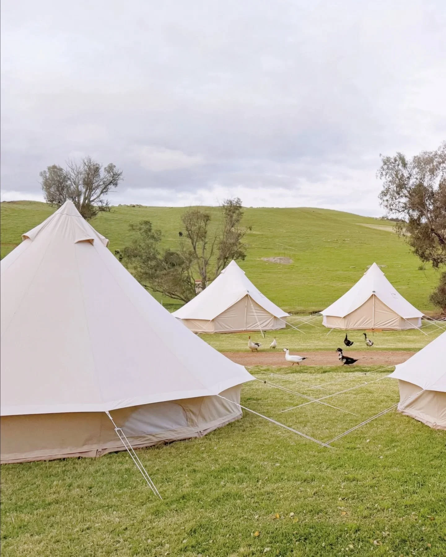 For Robyn + Allan, @nomadika_glamping transformed the farm with eleven beautifully styled tents nestled into the landscape. Guest accommodation like this allows your wedding to become more than a day, it becomes an experience shared together.

If you