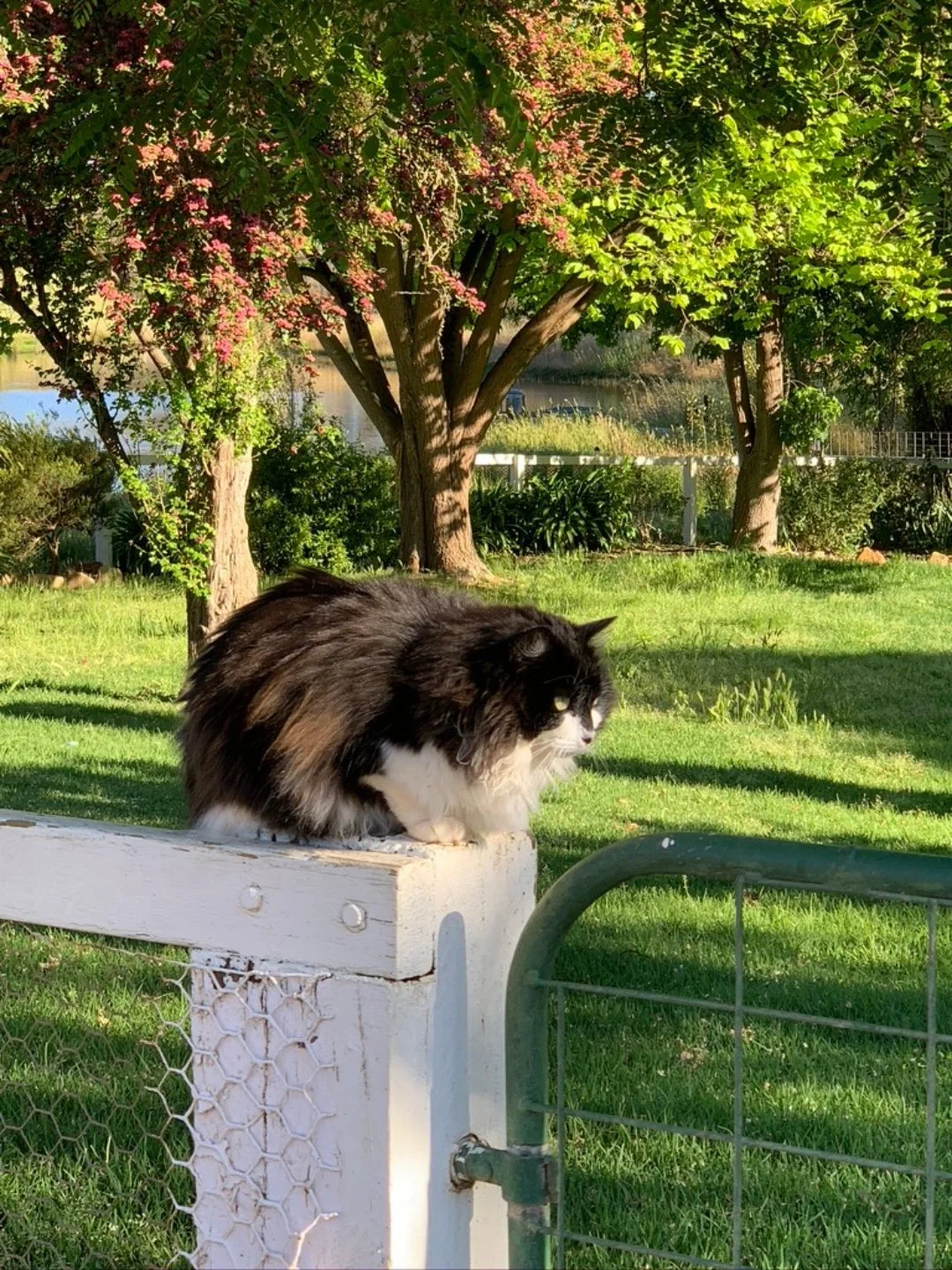 Meet Scarlett, one of Em &amp; Danny's many beloved animals at Dalmore 🤍 

You&rsquo;ll often find her stretching out in a sunny window, or quietly observing the happenings of the farm as the day rolls on...

#dalmorefarm #farmanimals #bridgetown #s