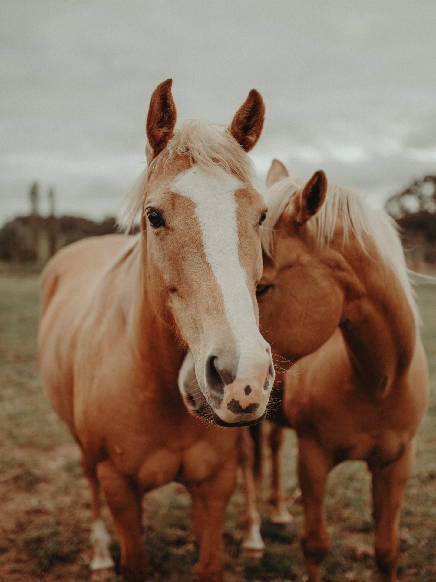Max and Ellie are two of our much loved residents - the mother and son duo that can often be seen grazing quietly as you arrive at the property. 

They&rsquo;re part of the everyday rhythm of the farm, a gentle reminder that Dalmore brings the unique