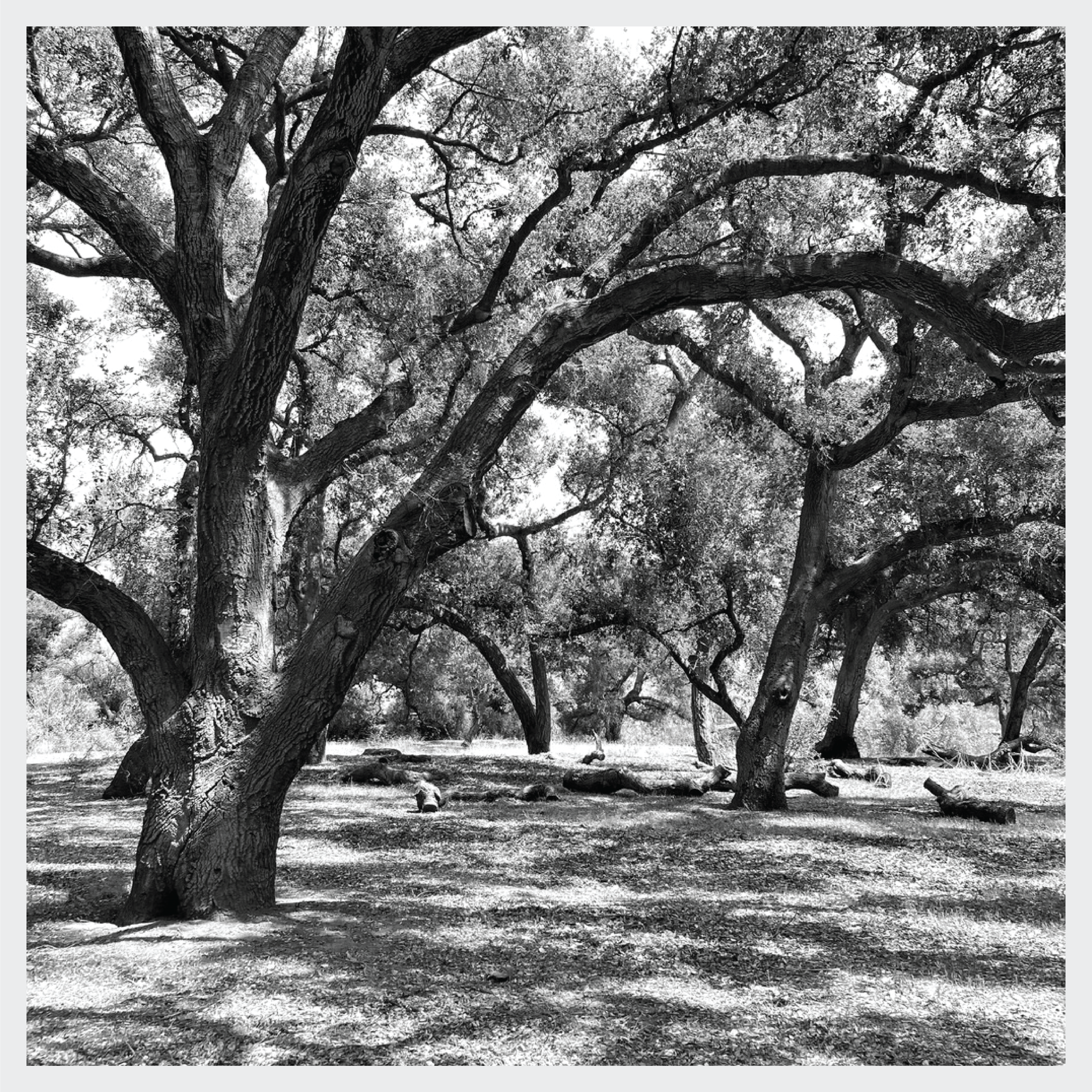 Under Great Oaks-35.png