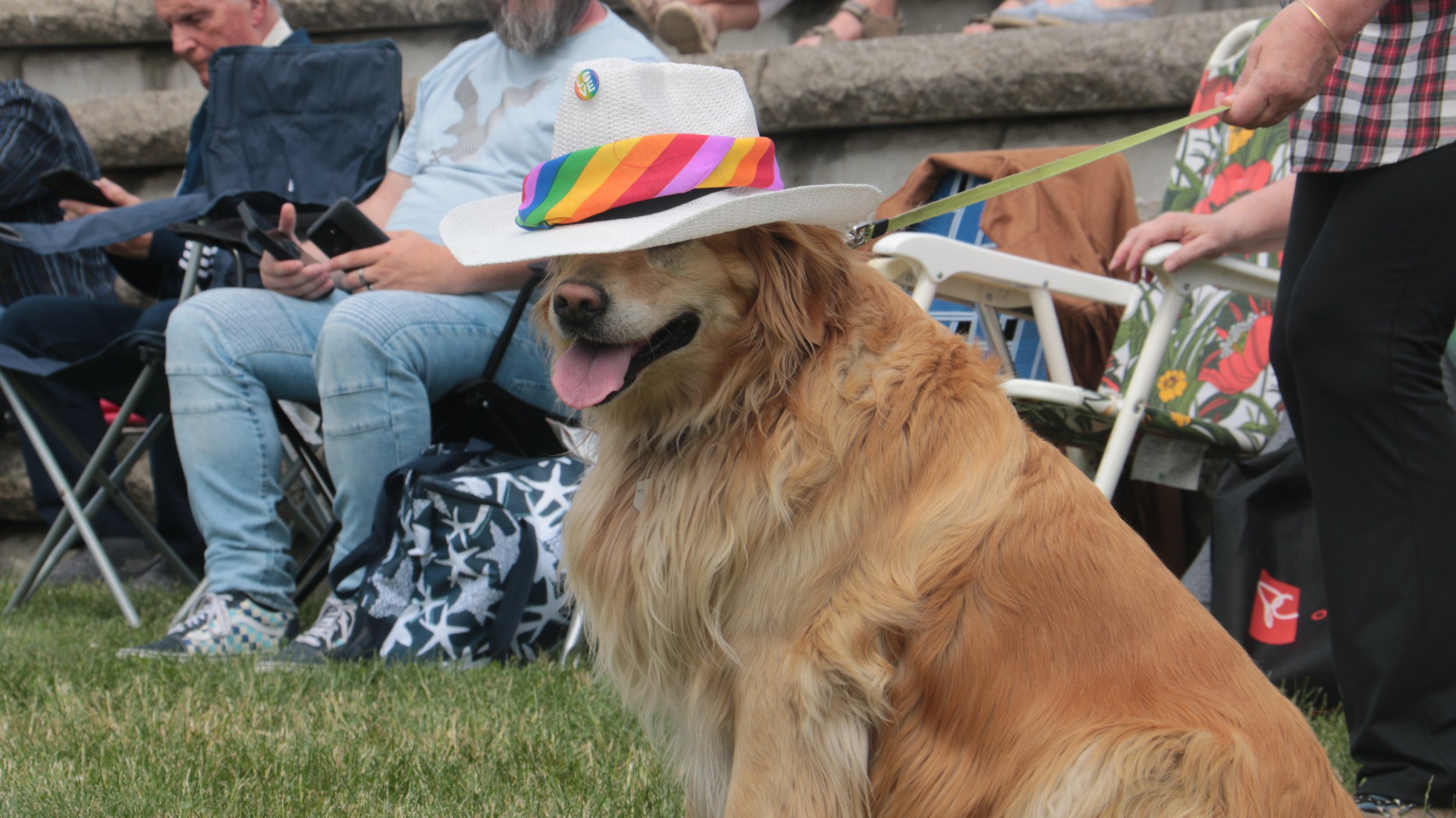 Golden retriever dog wearing a white hat with a rainbow-colored ribbon, sitting on grass at an outdoor event, with people seated in chairs in the background.