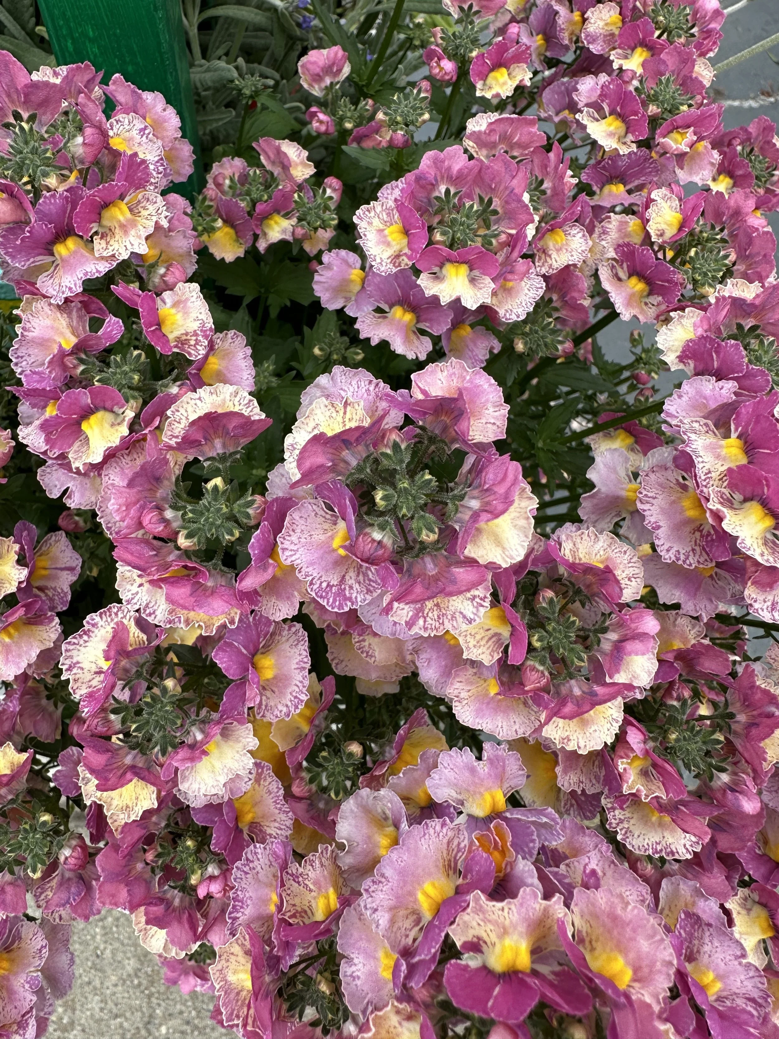 these babies have been BLOOMING blooming