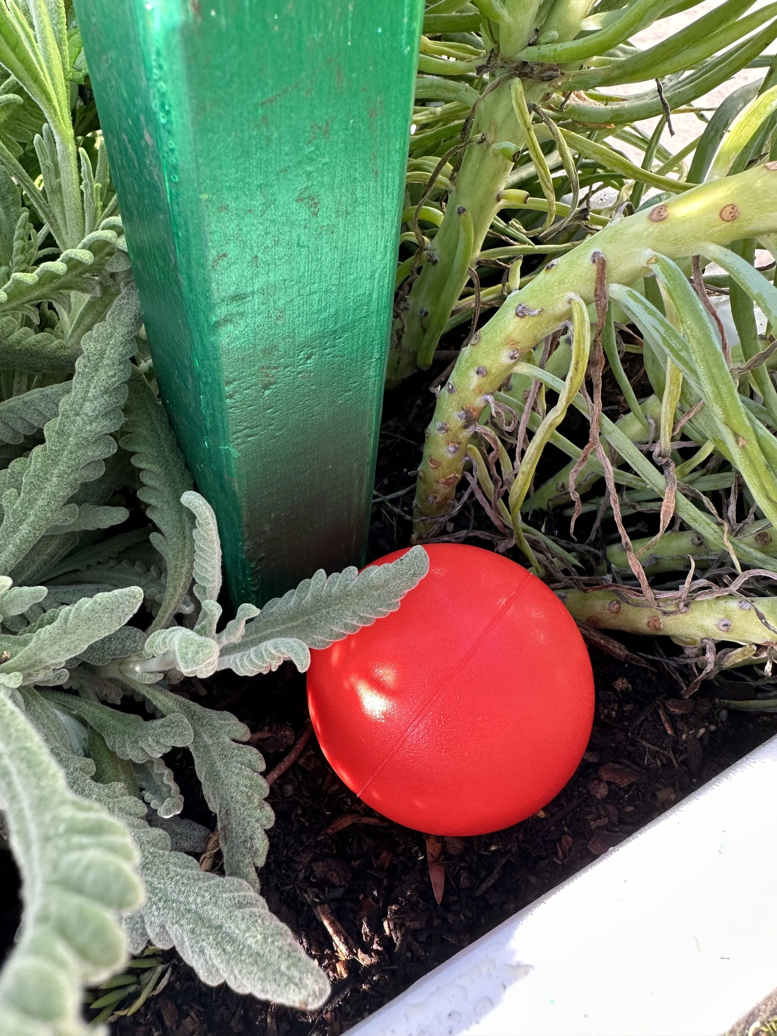 the morning sun is shining like a red rubber ball