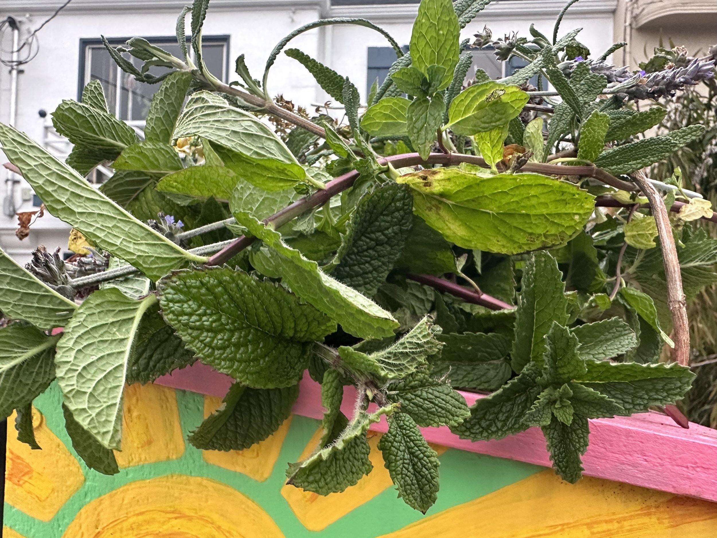 did some pruning! gave the mint and sage a bit of a trim