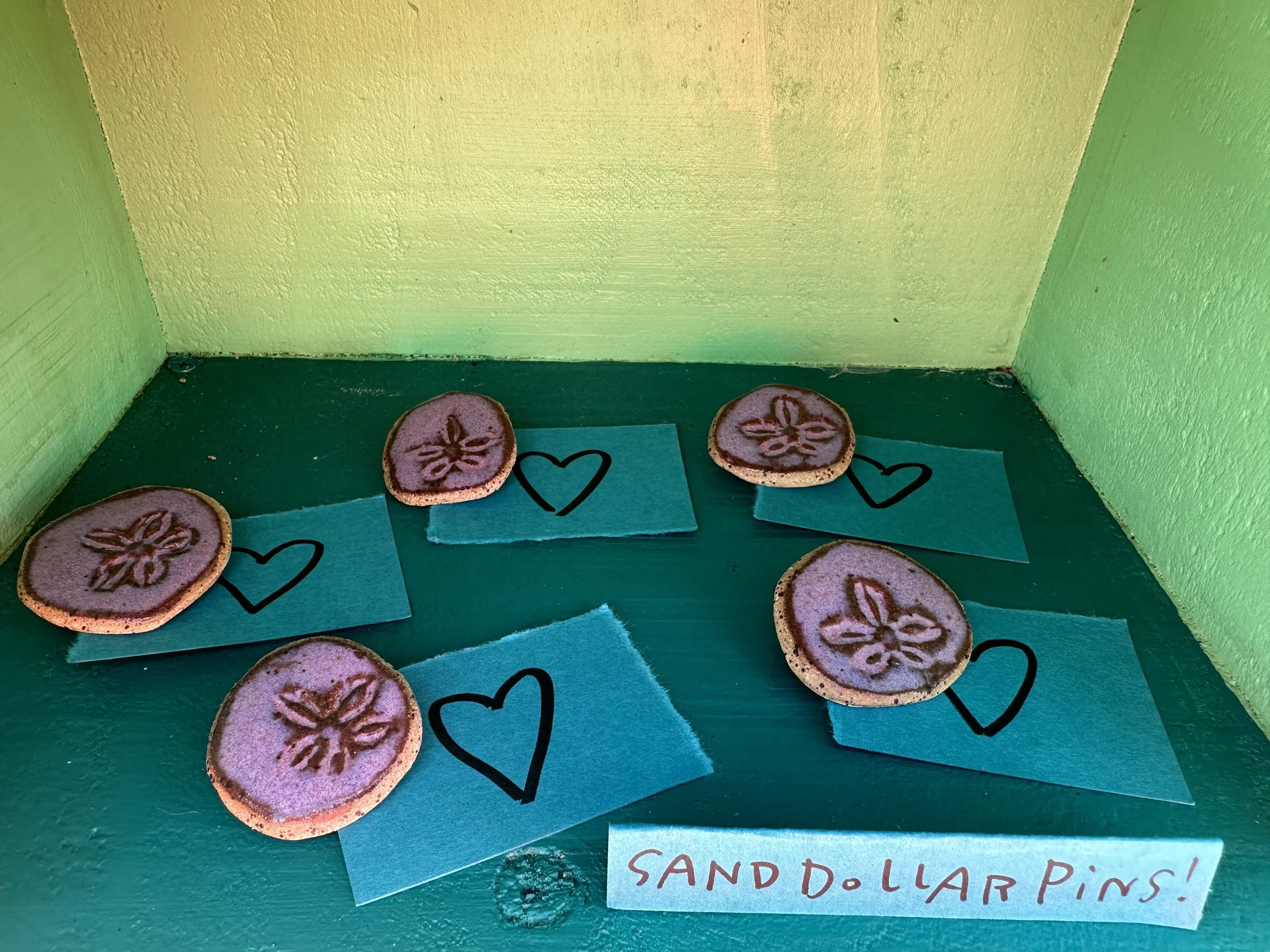 honoring our local echinoderms, Dendraster excentricus