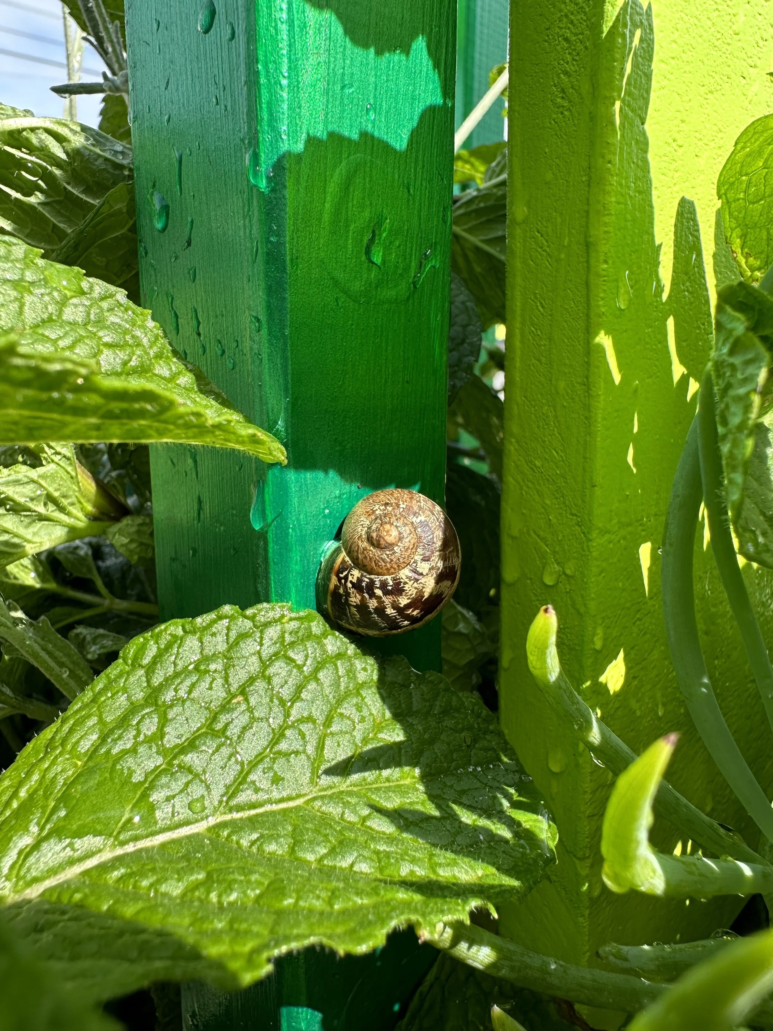 i do have a soft spot for garden snails, but i'm not into their nibbling the plants so this one got relocated
