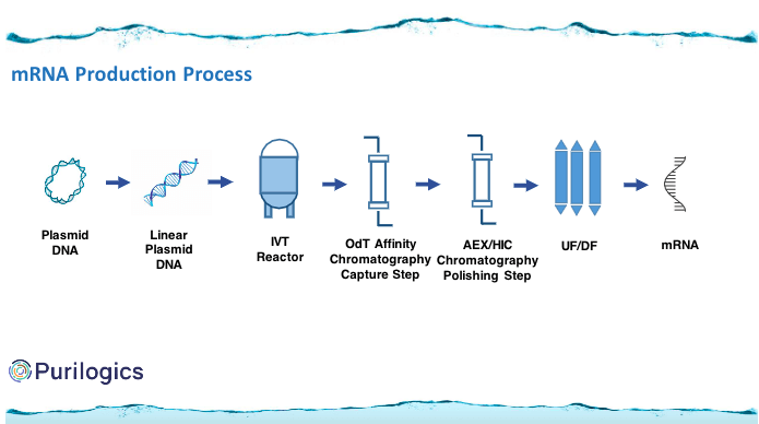Mrna Microscope Mrna Picture