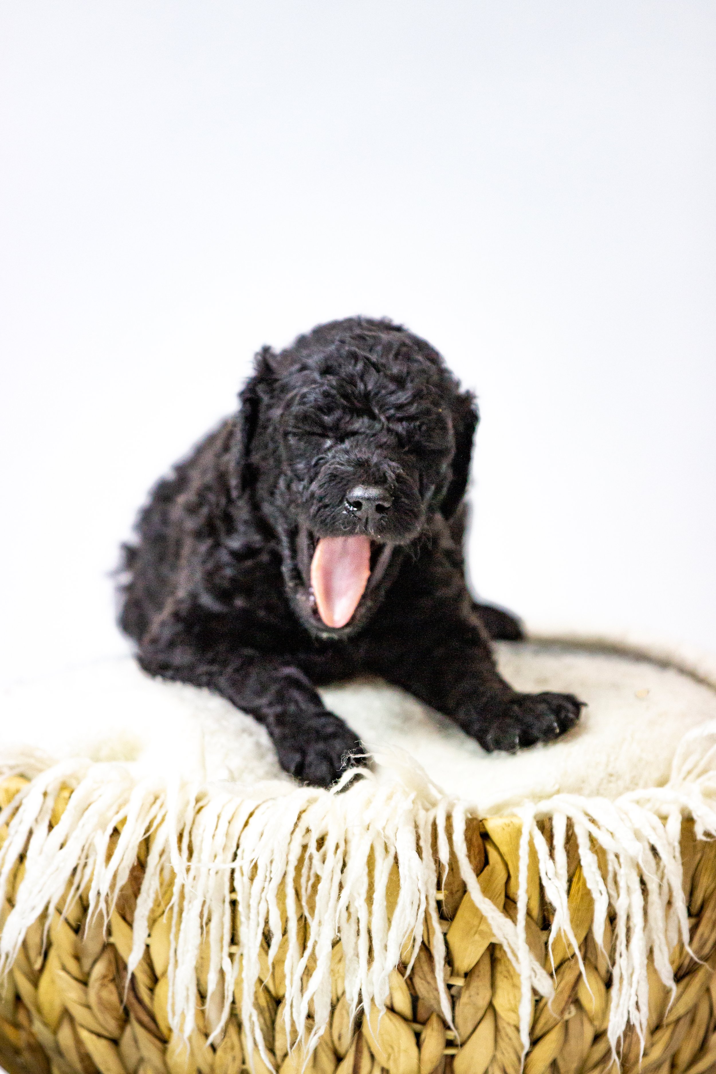 A small black puppy yawning while sitting on a custom-made woven basket with a white blanket in the background in Sioux Falls, South Dakota.