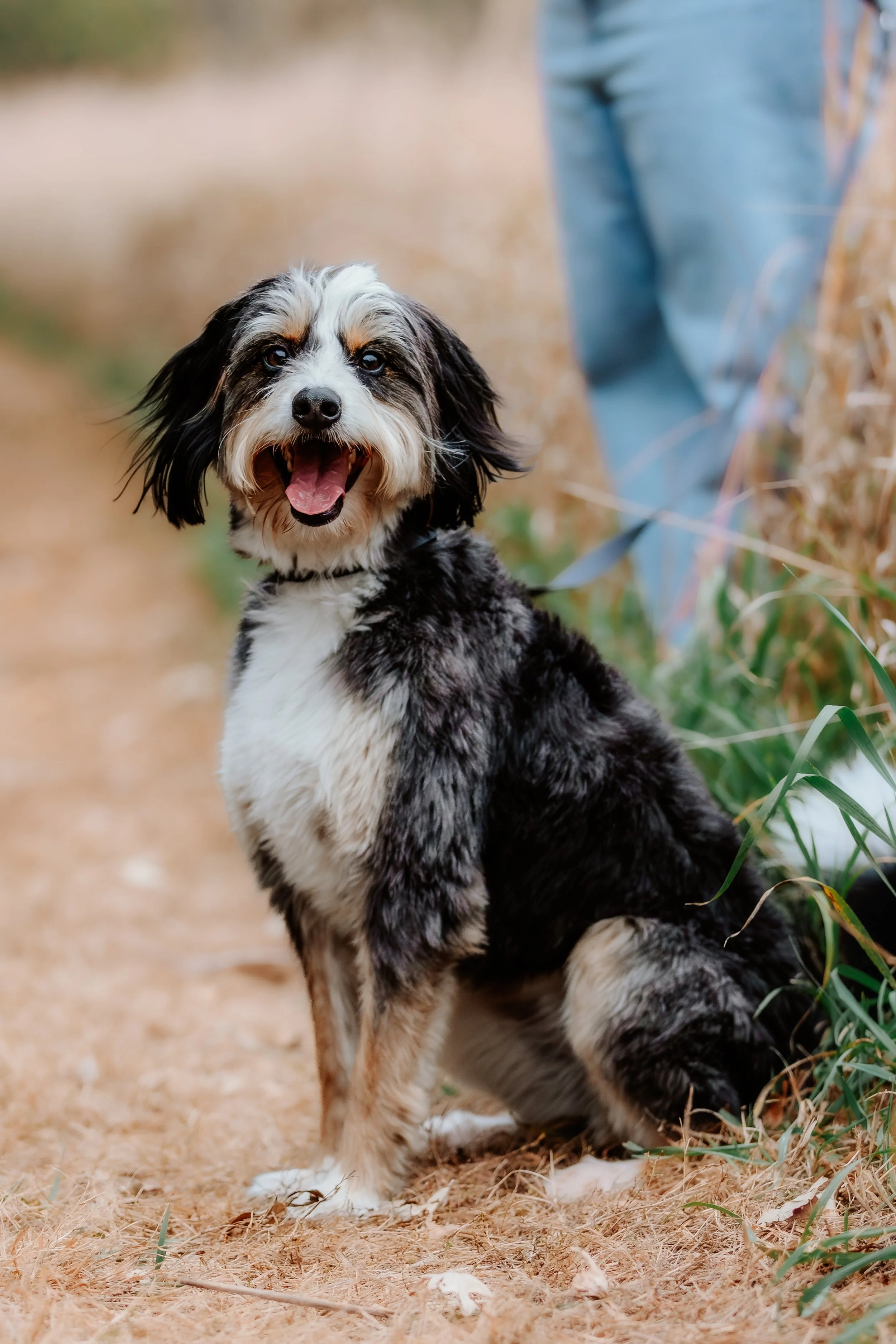 A happy Australian Shepherd dog sitting outdoors on a dirt trail, with a person partially visible in the background in Sioux Falls, South Dakota at Good Earth State Park.