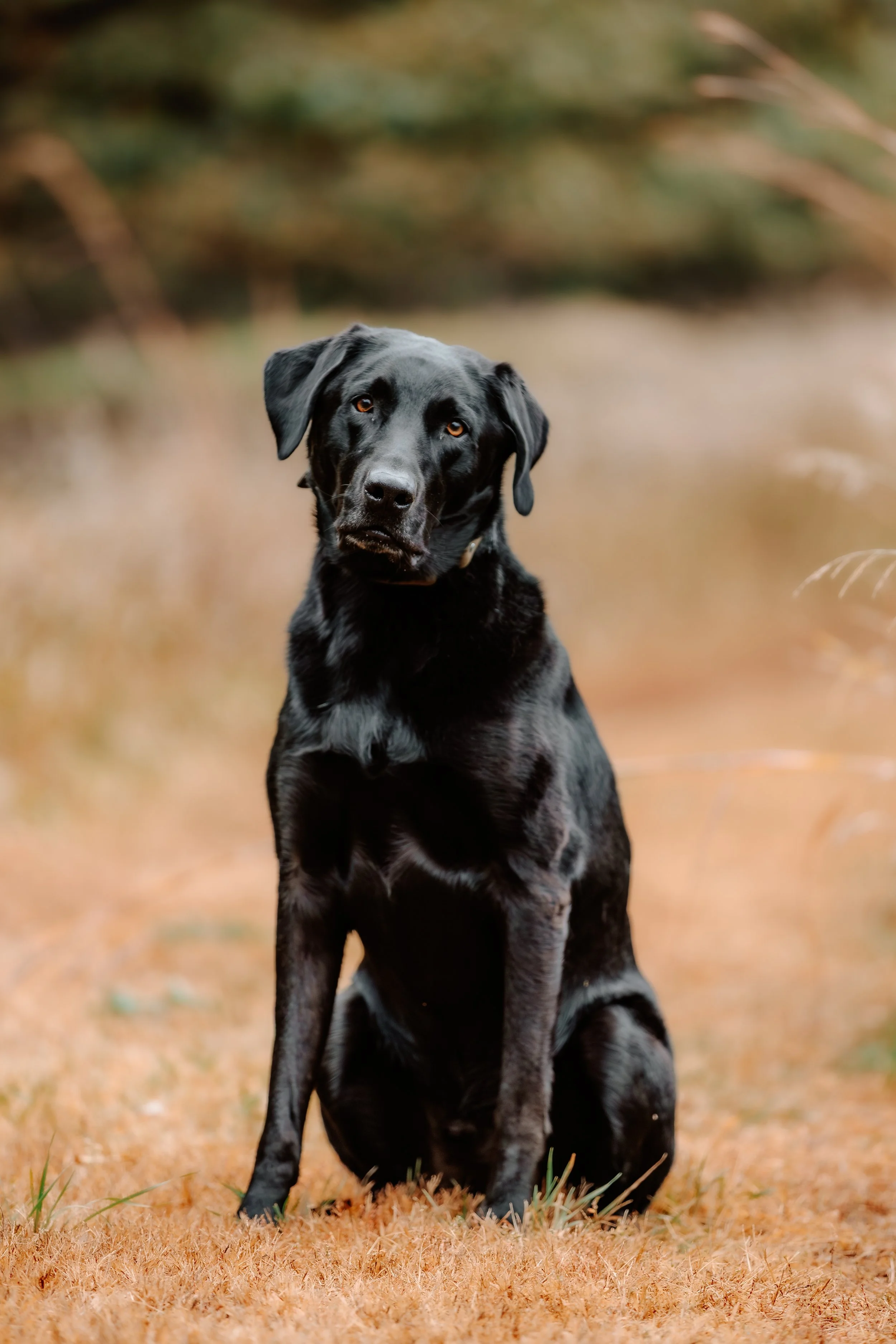 A black Labrador retriever sitting on ground with blurry natural background in Sioux Falls, South Dakota at Good Earth State Park.