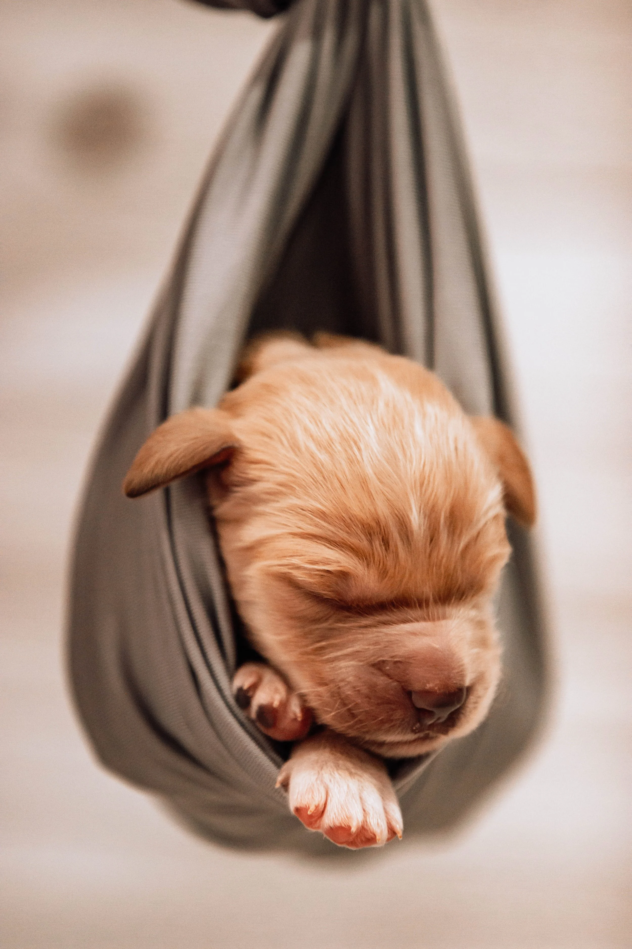 A small, light brown puppy sleeping in a gray phone case in Sioux Falls, South Dakota.