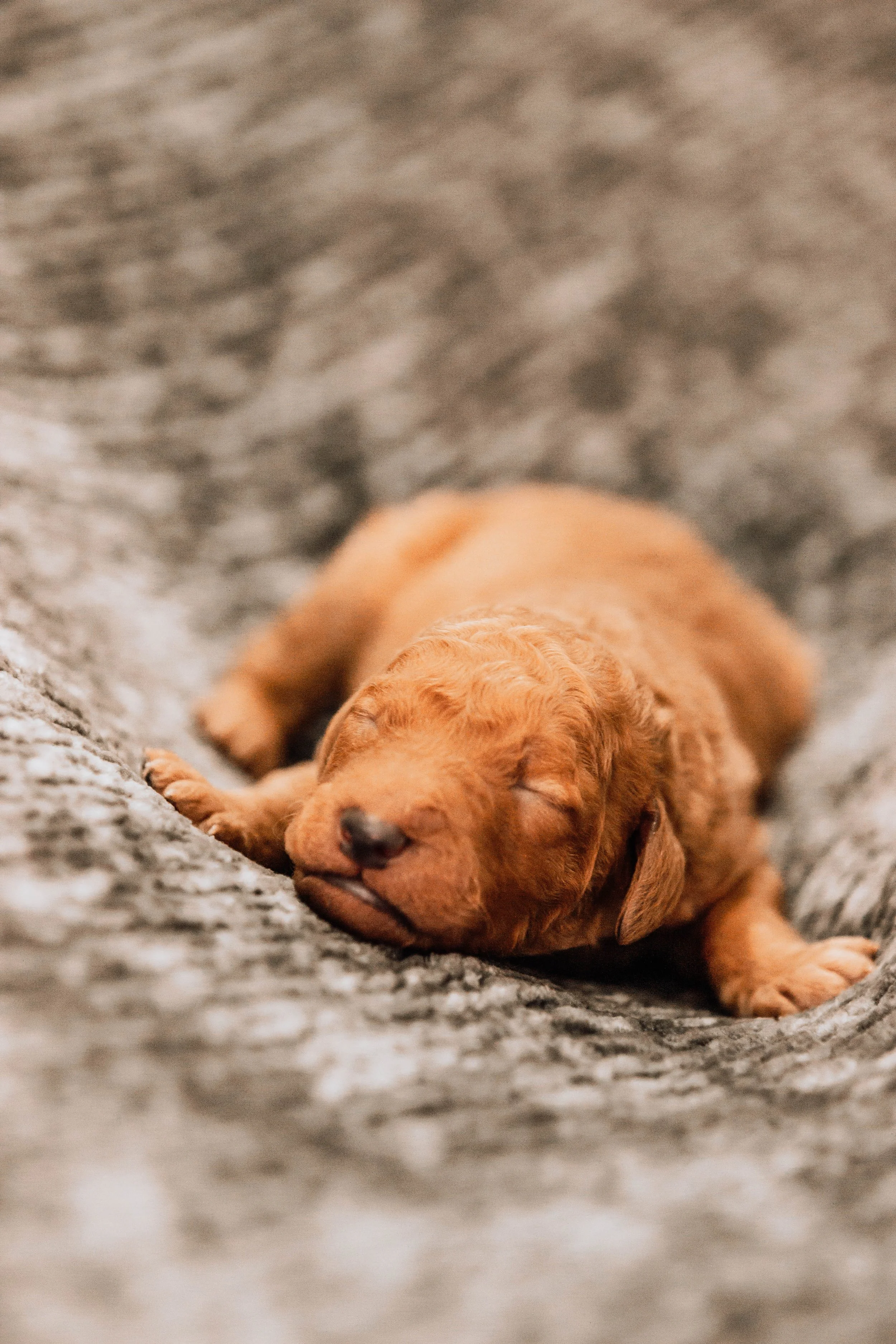 A small, tan-colored puppy sleeping on a soft, gray blanket in Sioux Falls, South Dakota.