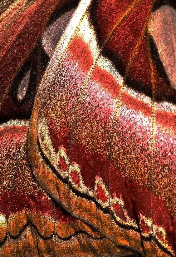 Close-up of a colorful butterfly wing with red, orange, black, and white patterns.
