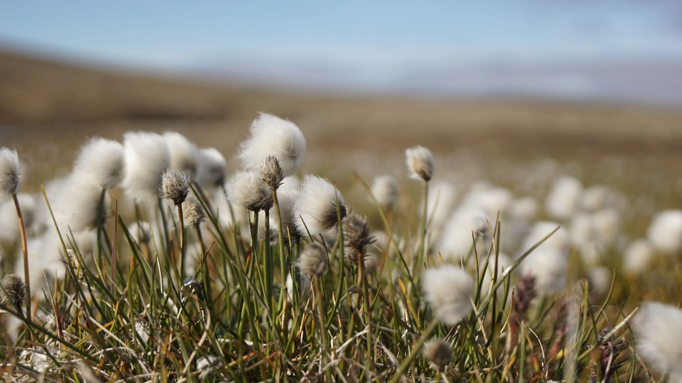 Arctic PASSION factsheets highlight key insights for Arctic observing