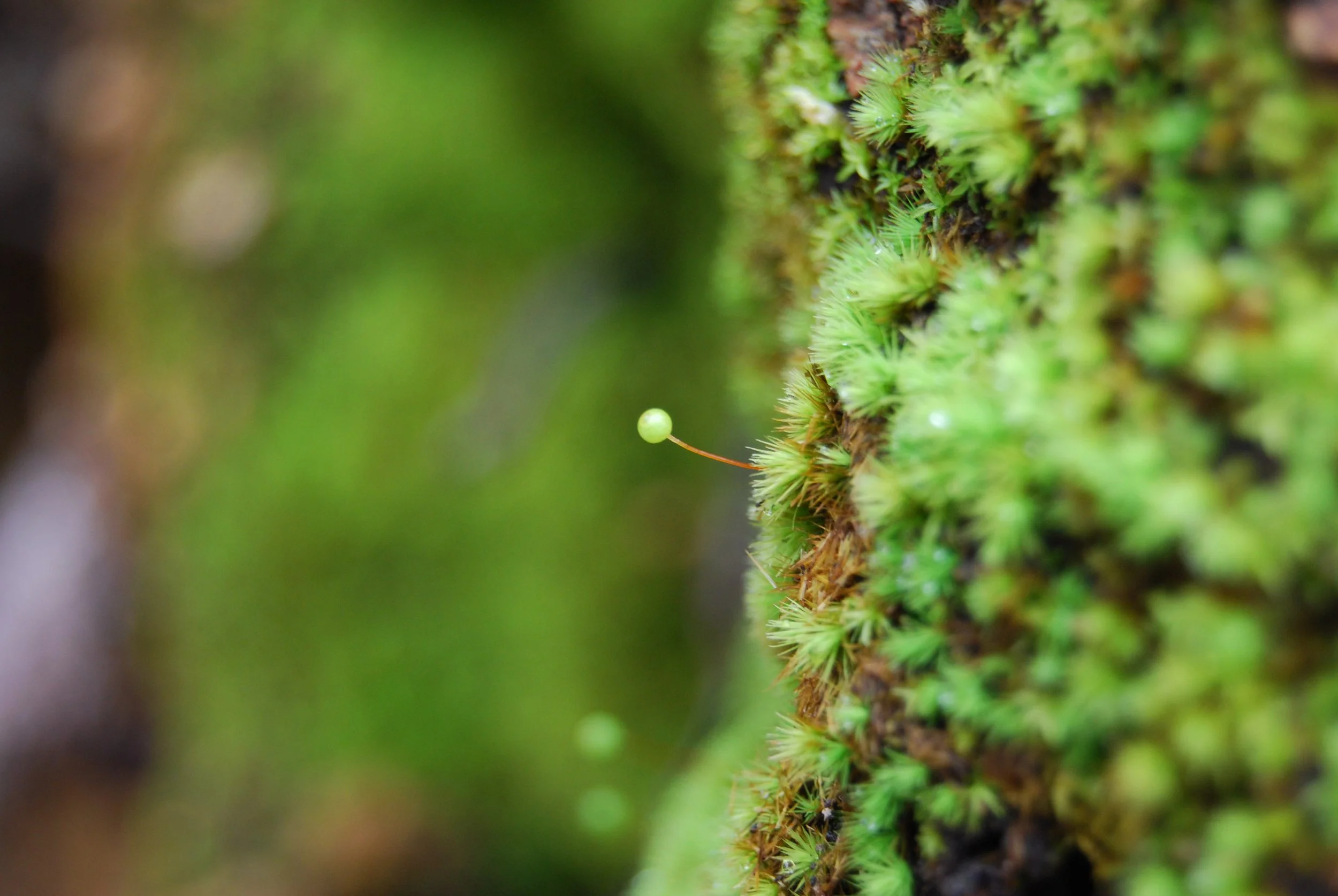 INTERACT Transnational Access Project Explores How Mosses Respond to a Warming World
