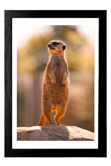 suricate_pp_noir_3_2.jpg