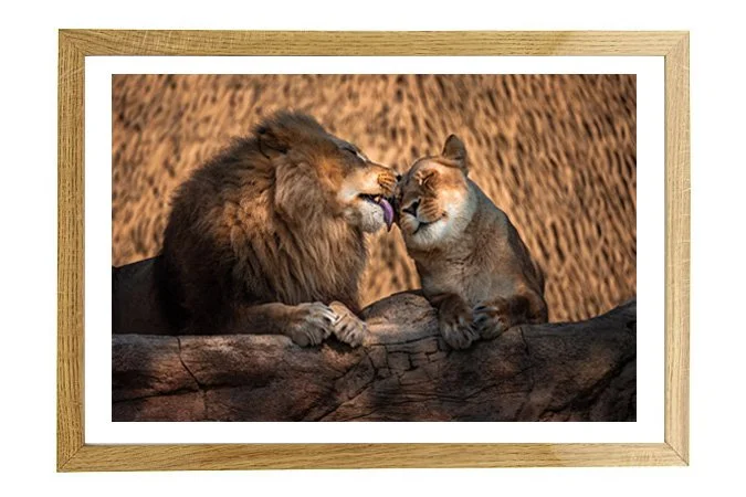 lions_pp_bois_3_2.jpg