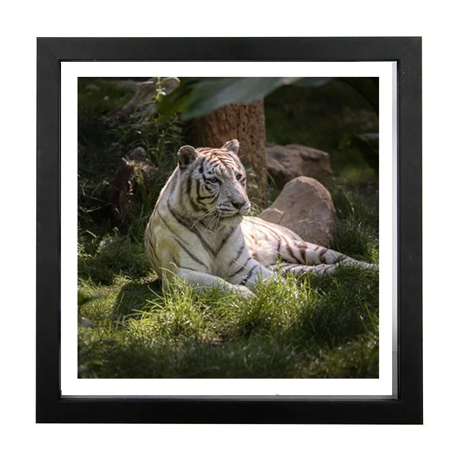 tigre_blanc_pp_noir_1_1.jpg