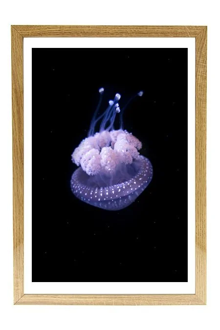 meduse_solo_pp_bois_3_2.jpg