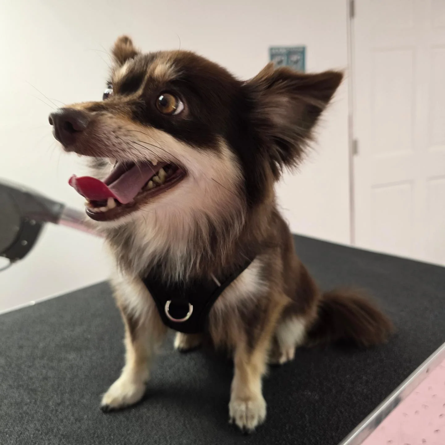 New client who is the bestest boy! #dogs #dogsofinstagram #groomers #groomersofinstagram