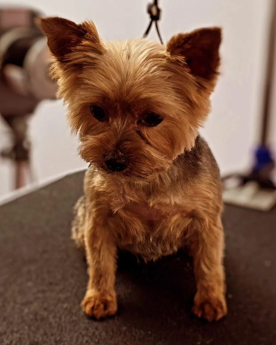 Cute Gretta! I fell in love with this little girl❤️ #yorkie #yorkiesofinstagram #yorkielove #yorkies #groomersofinstagram #groomers #grooming #doggroomer