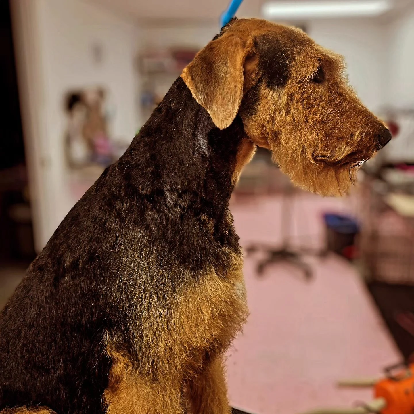 Finn's first big boy haircut! #airedaleterrier #airedale #airedalesofinstagram #groom #groomersofinstagram #dogs #terriersofinstagram #beforeandafter