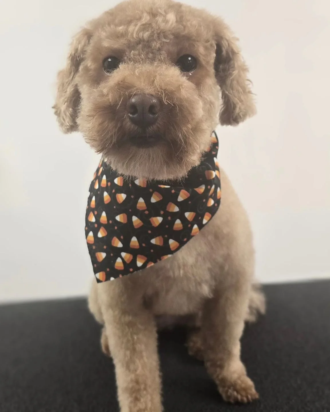 Happy Halloween🎃 #maltipoo