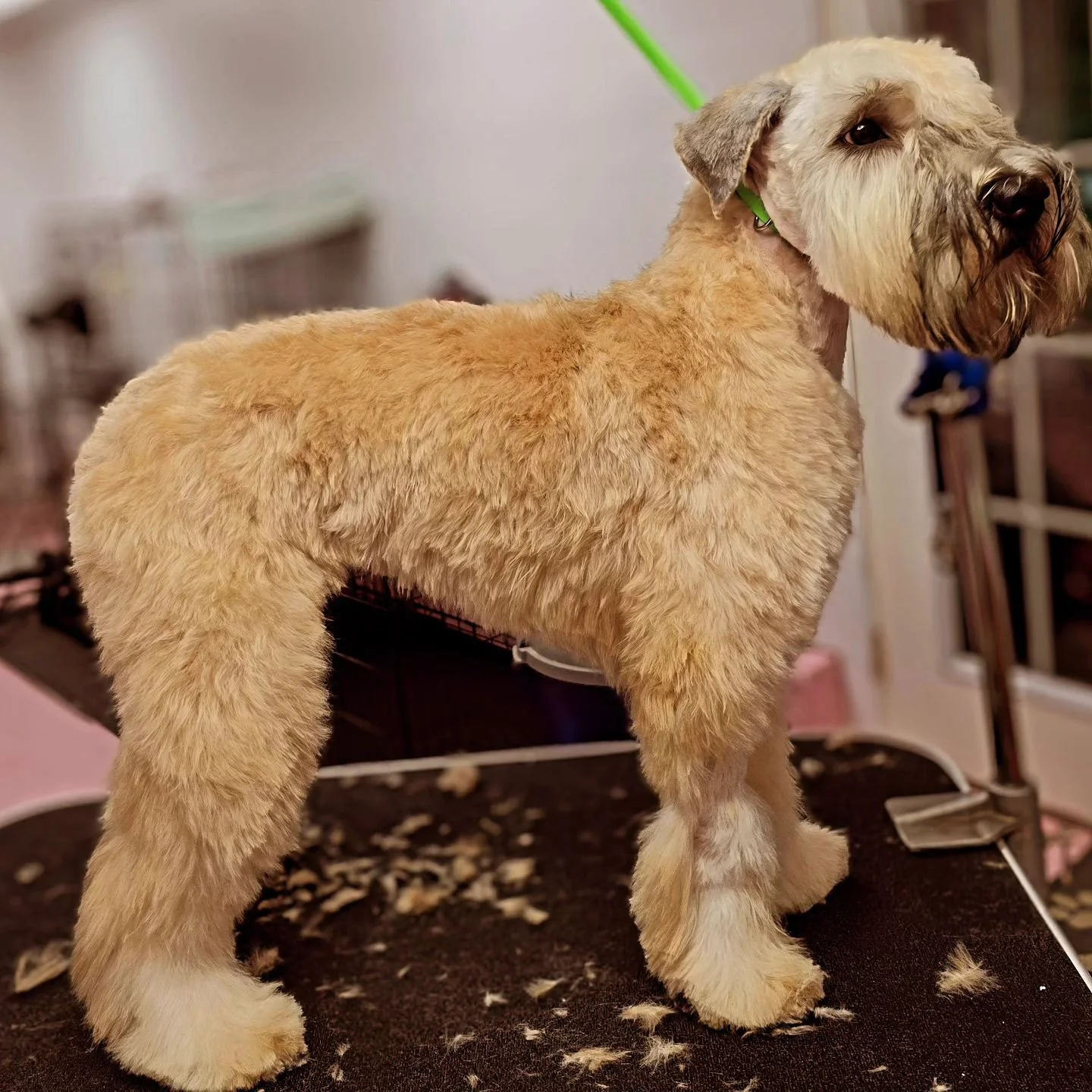 #SCWT Puppy's first groom. She was spayed, thus the leg was shaved. #softcoatedwheaton