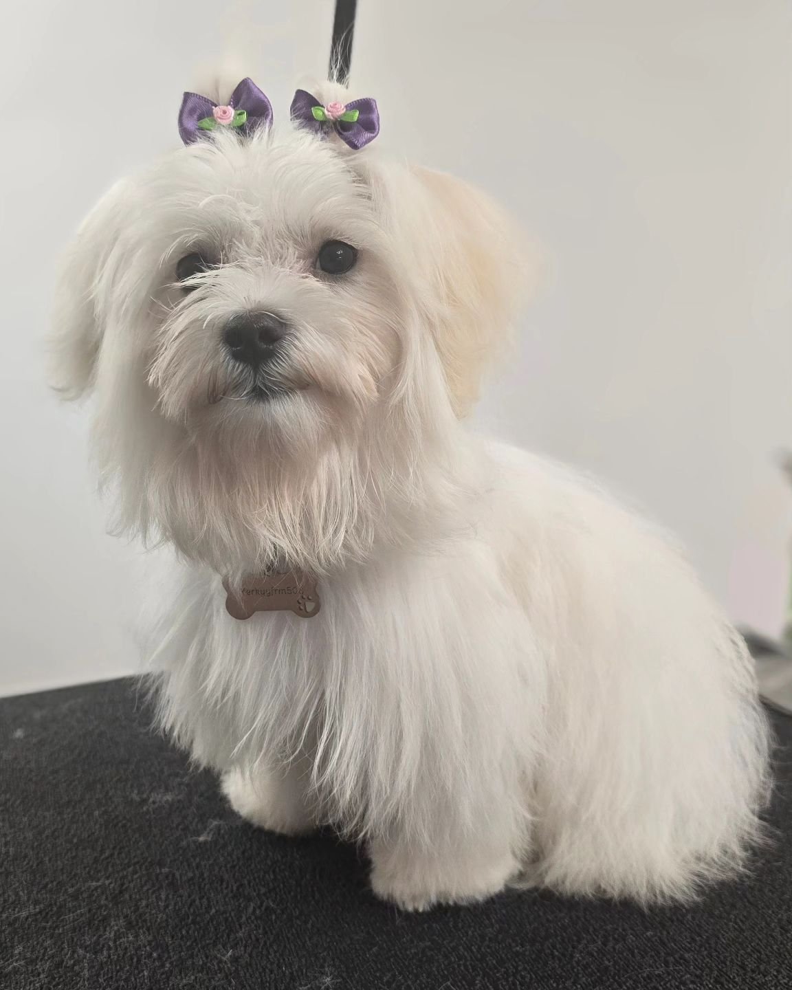 PUPPY'S FIRST GROOM. #maltese