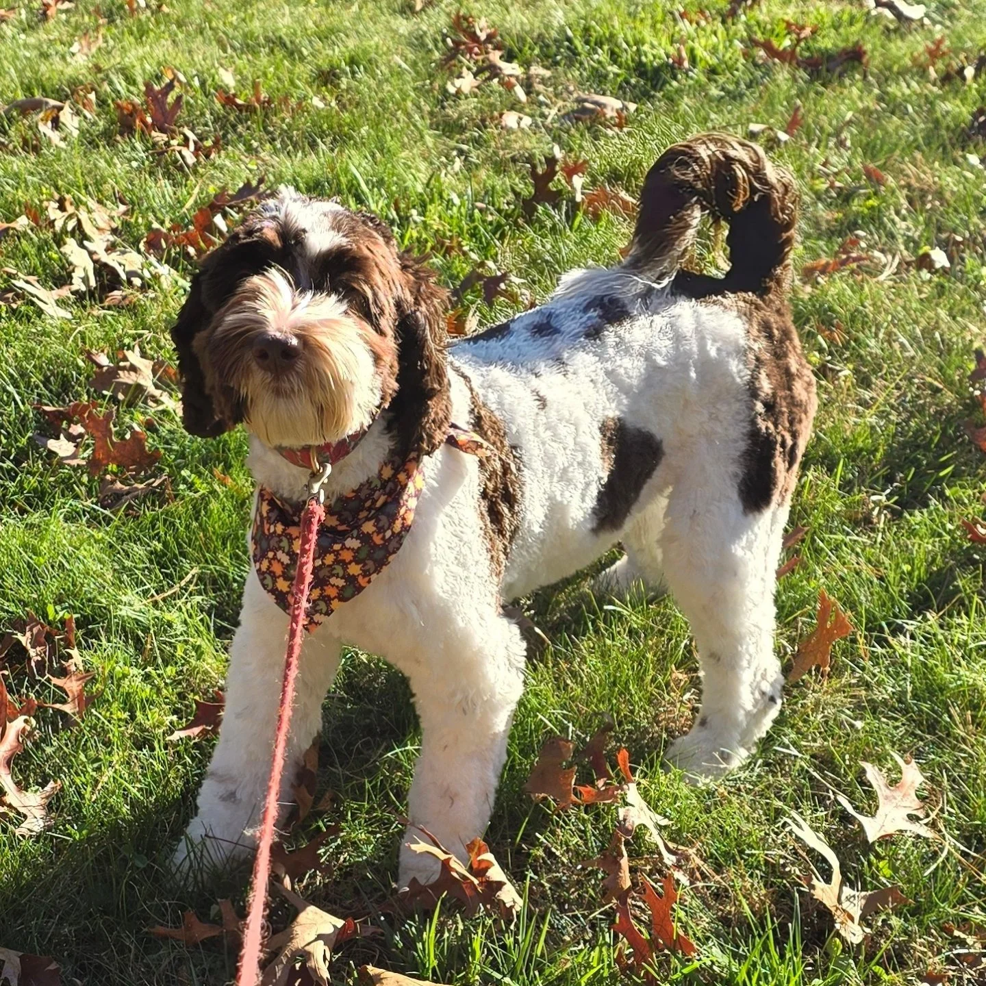 Saturday dogs! #grooming #ndgaa #ndgaacertified #doodles #groomer