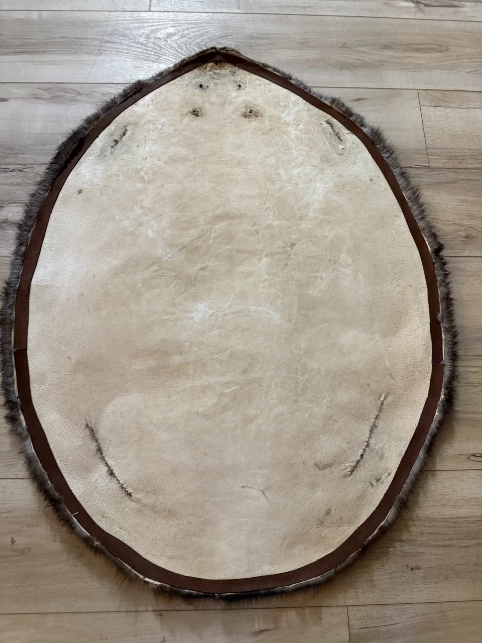 beaver stretched for hooping