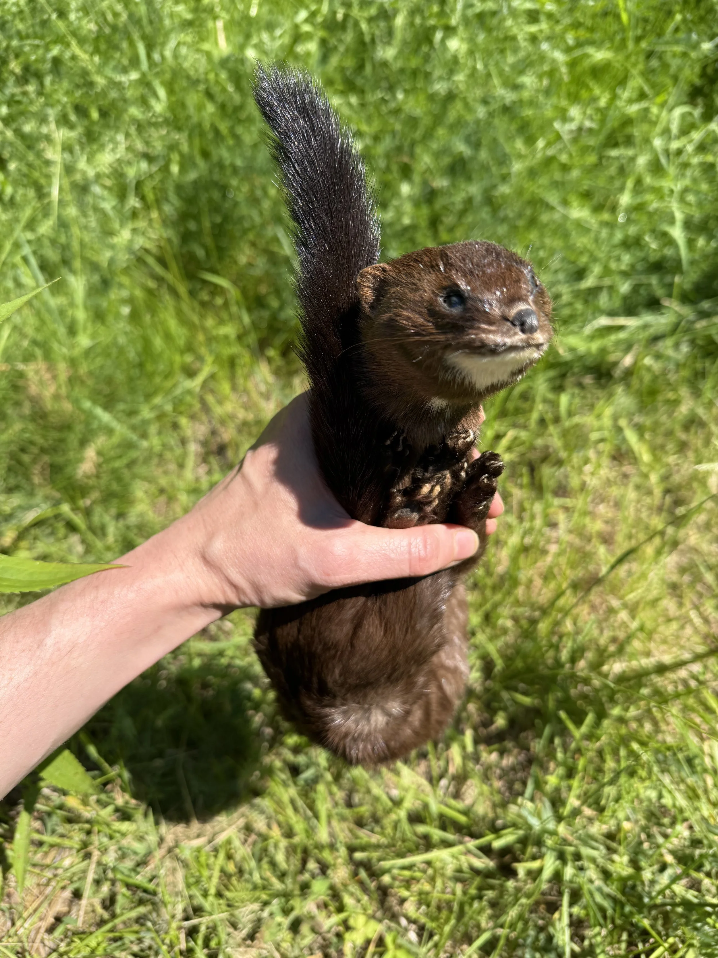 Soft mount mink stuffy