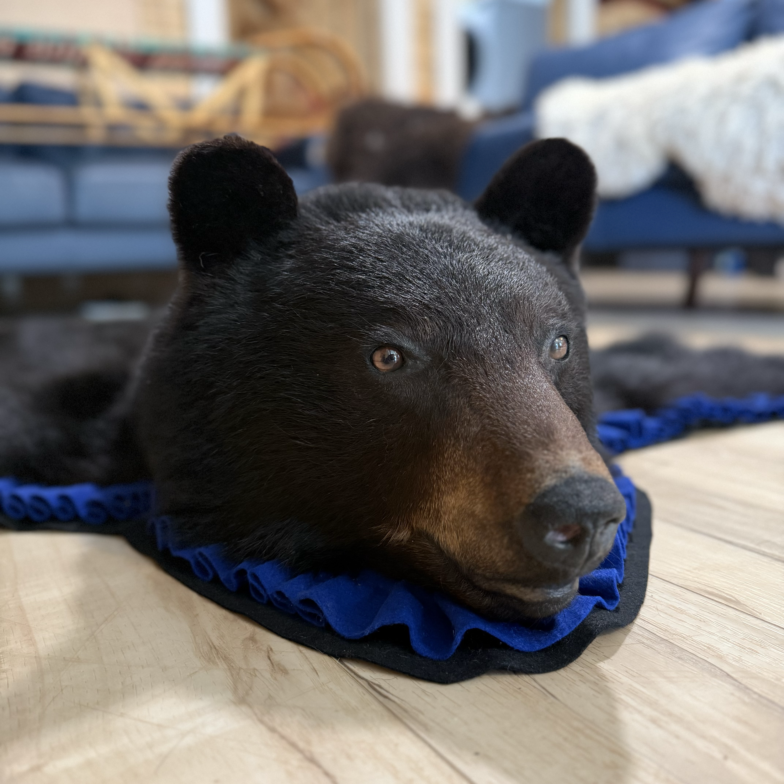 Black bear rug, blue trim, closed mouth