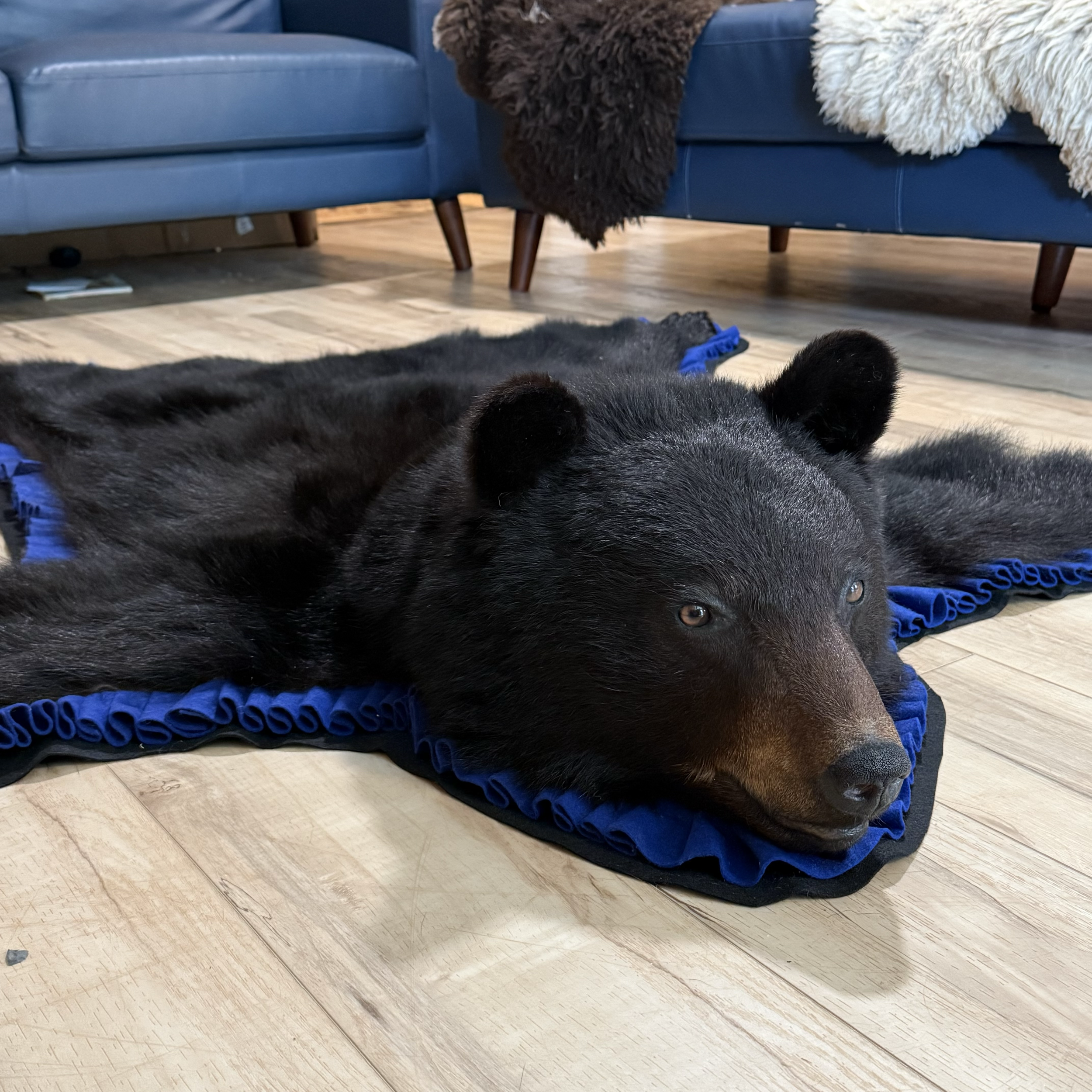 Black bear rug, blue trim, closed mouth