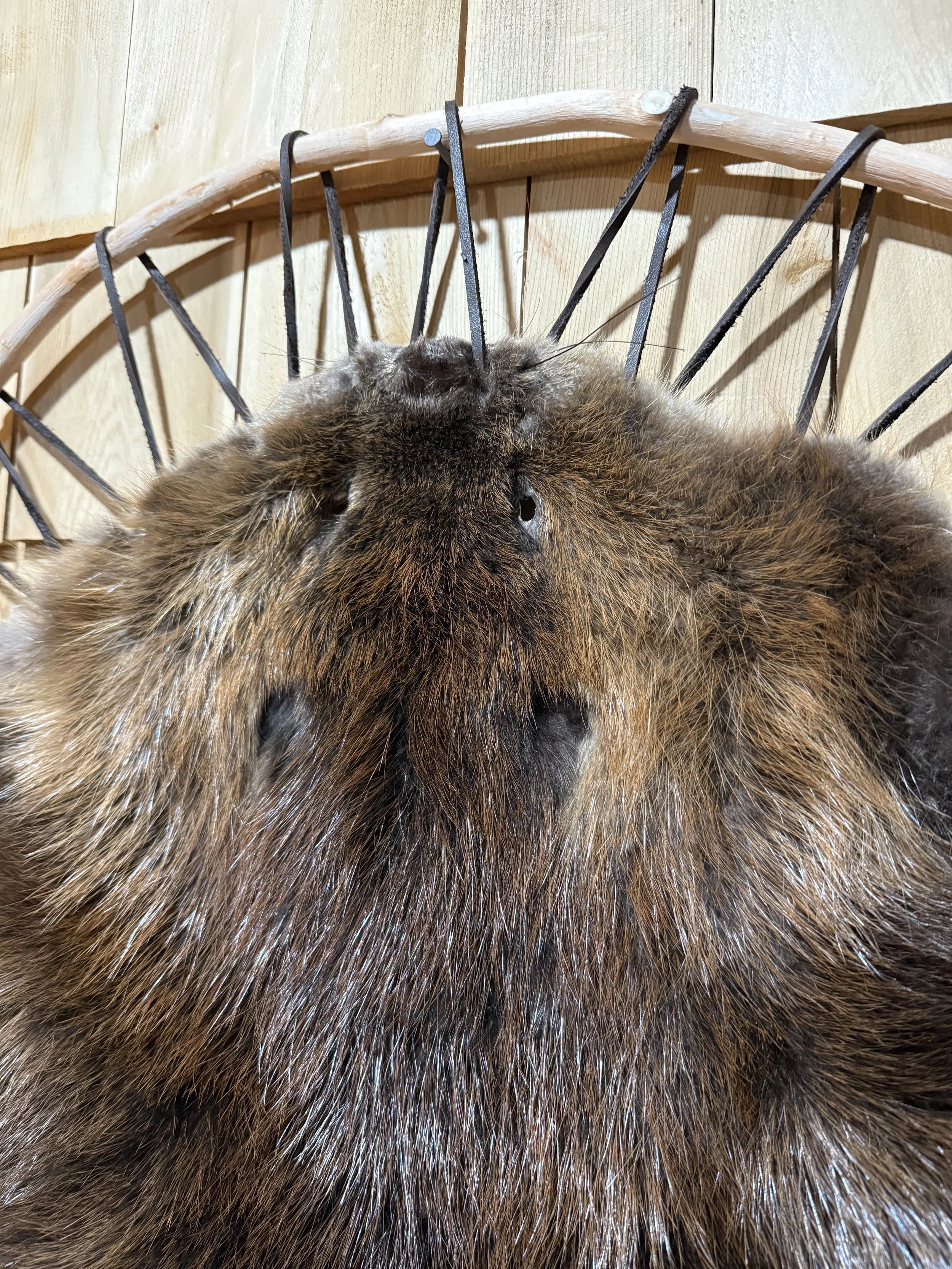 Beaver hooped on round wood frame, leather lacing