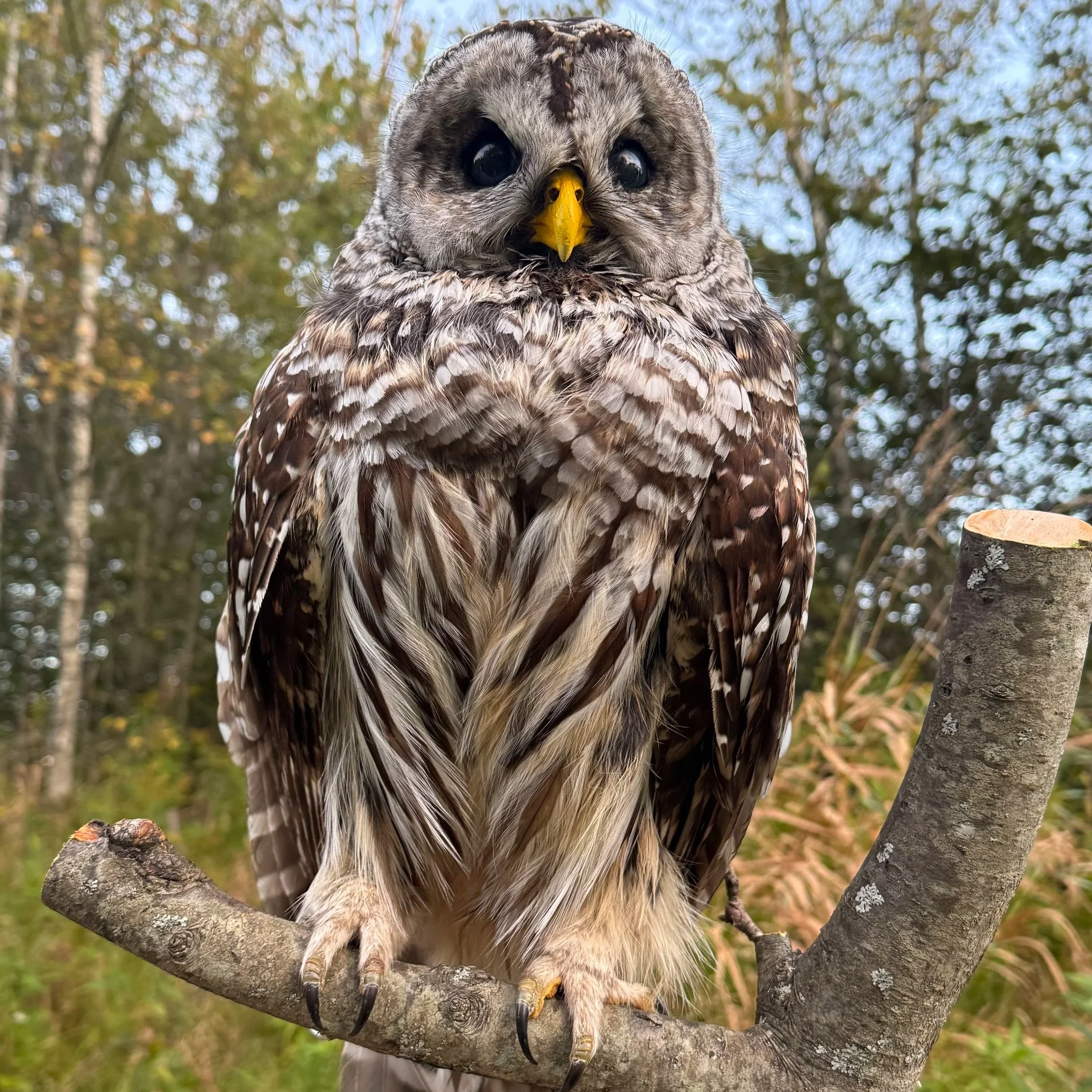 Barred Owl 