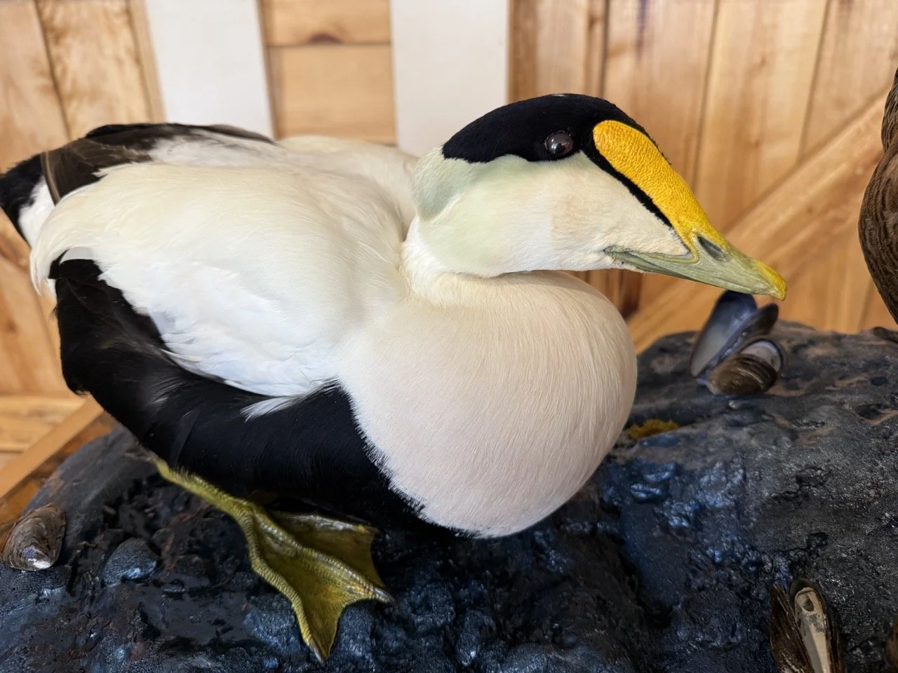 Common Eider Duck, Drake and Hen, rock habitat