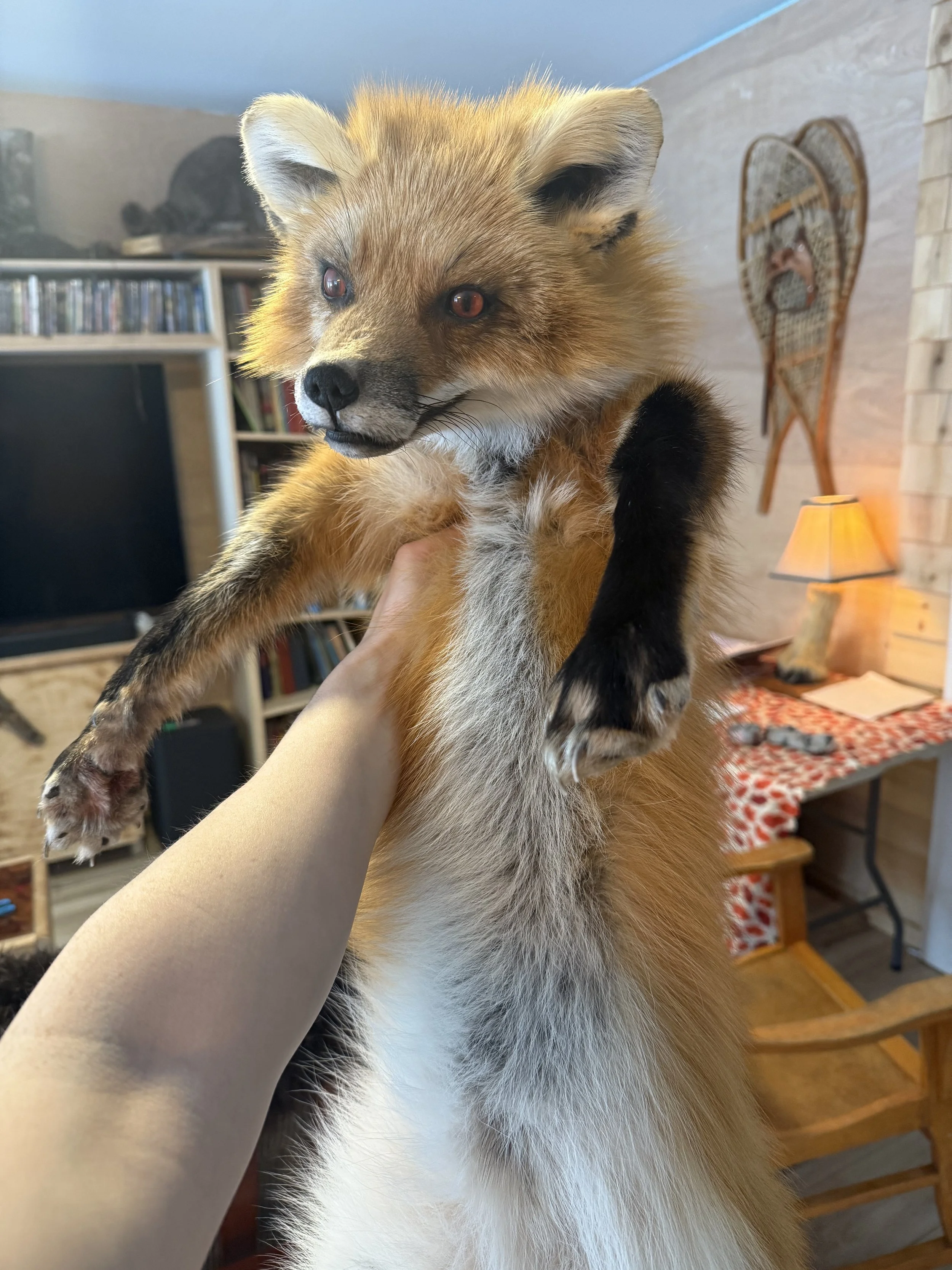 Soft mount fox stuffy