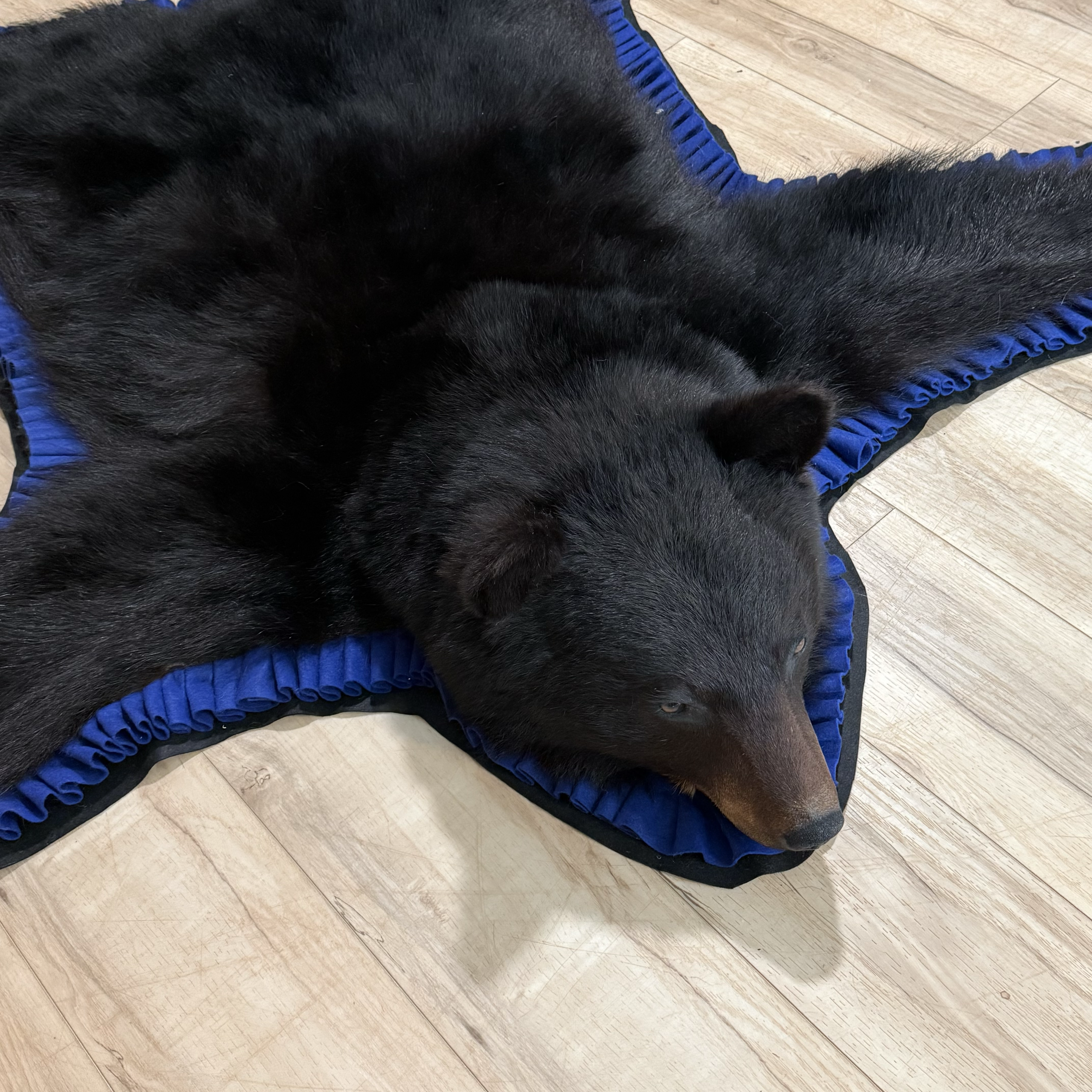 Black bear rug, blue trim, closed mouth