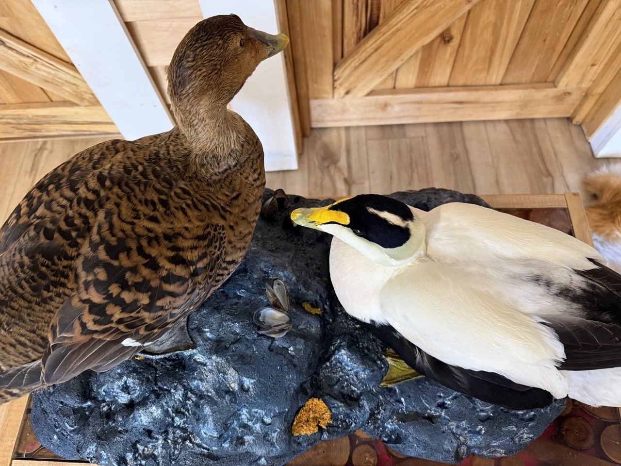 Common Eider Duck, Drake and Hen, rock habitat