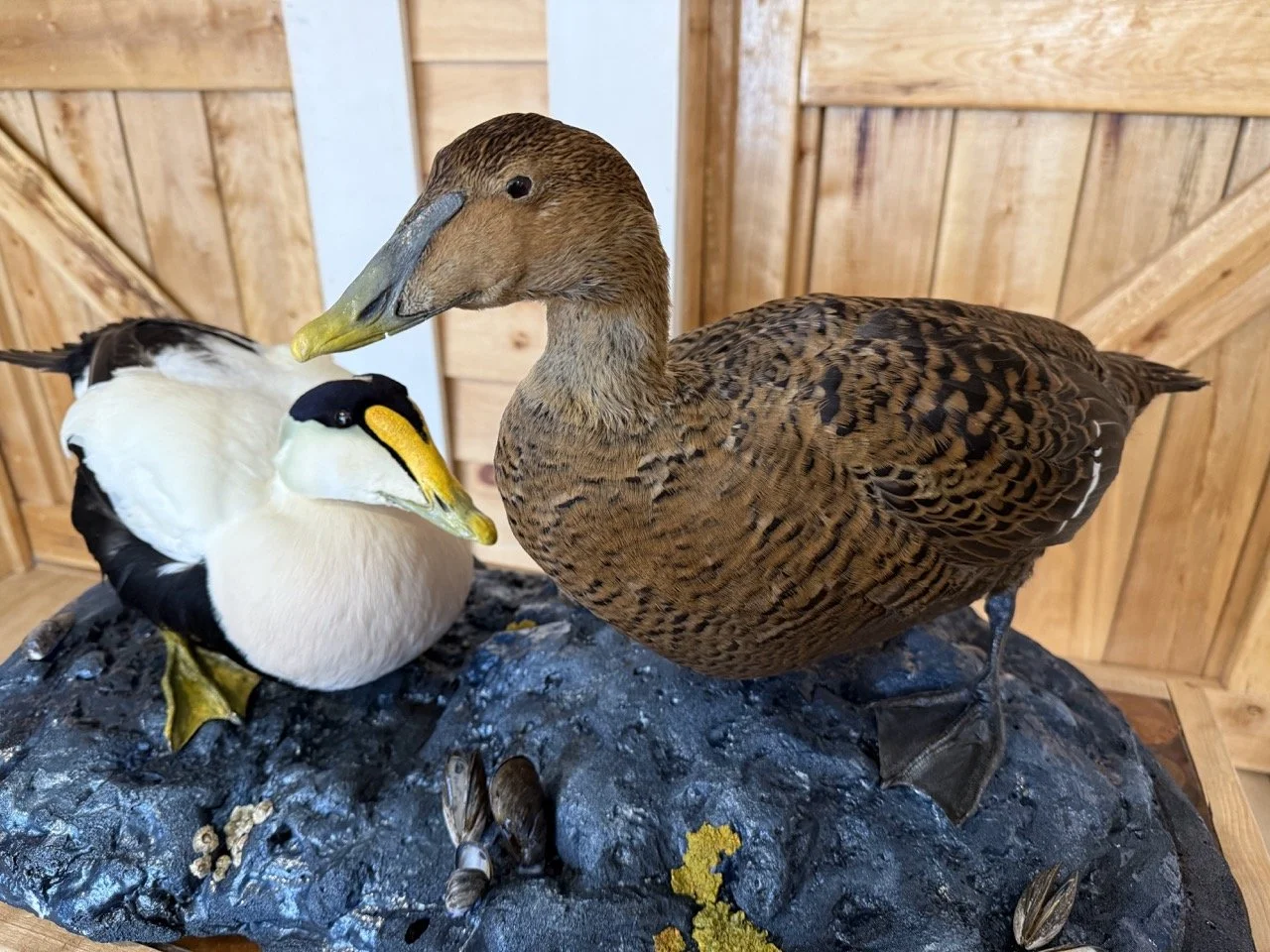 Common Eider Duck, Drake and Hen, rock habitat