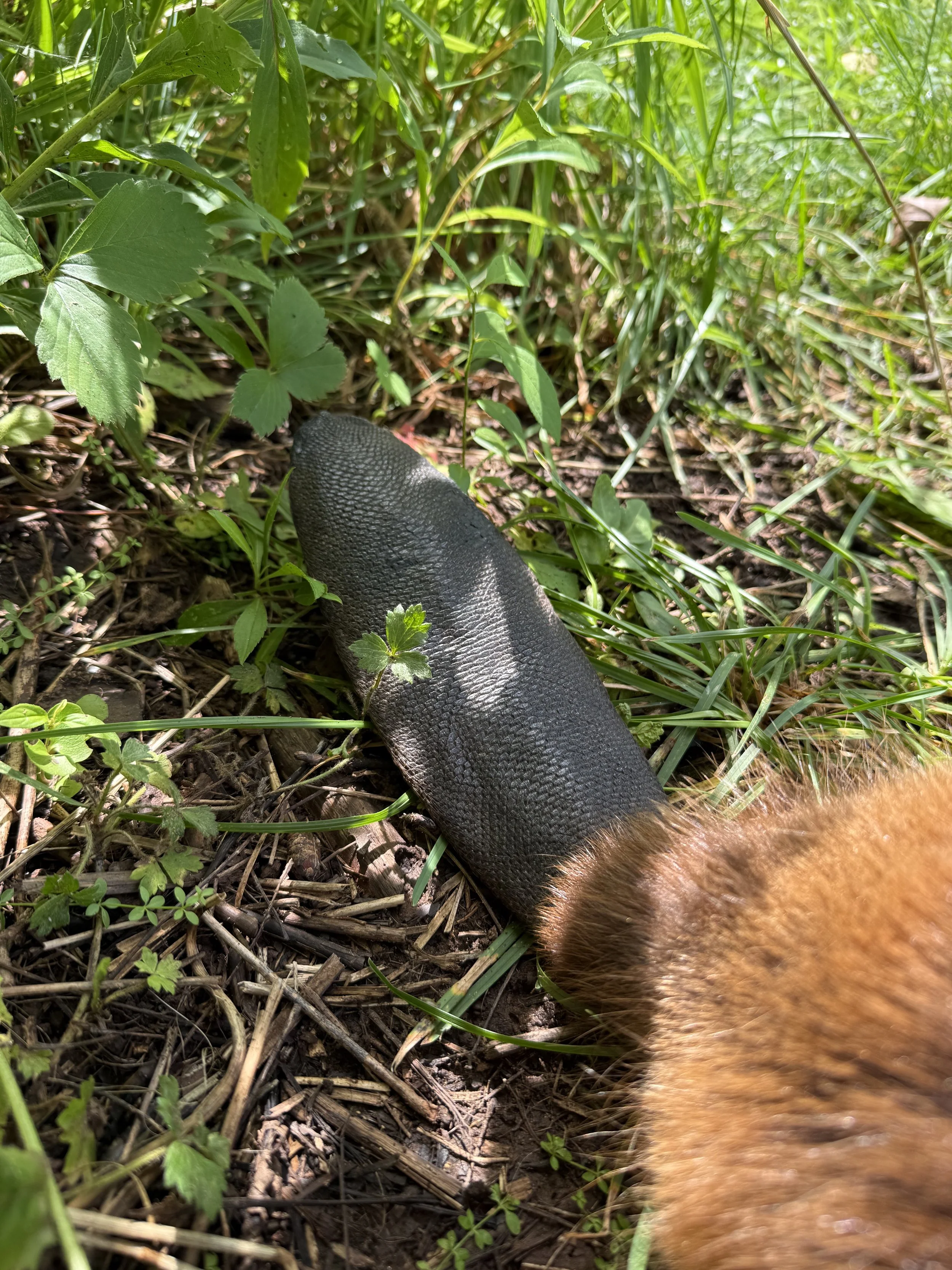 Soft mount beaver, teeth included