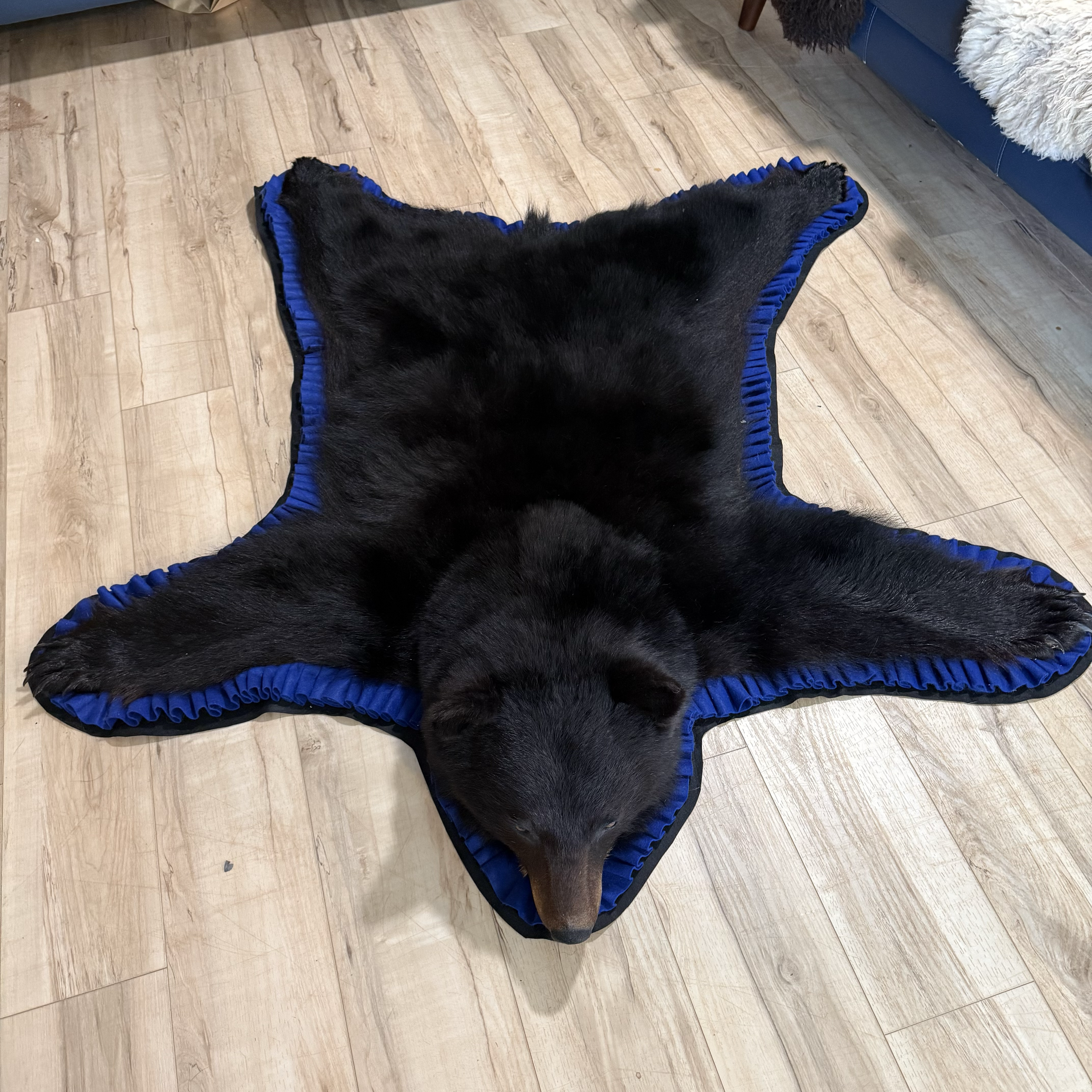 Black bear rug, blue trim, closed mouth