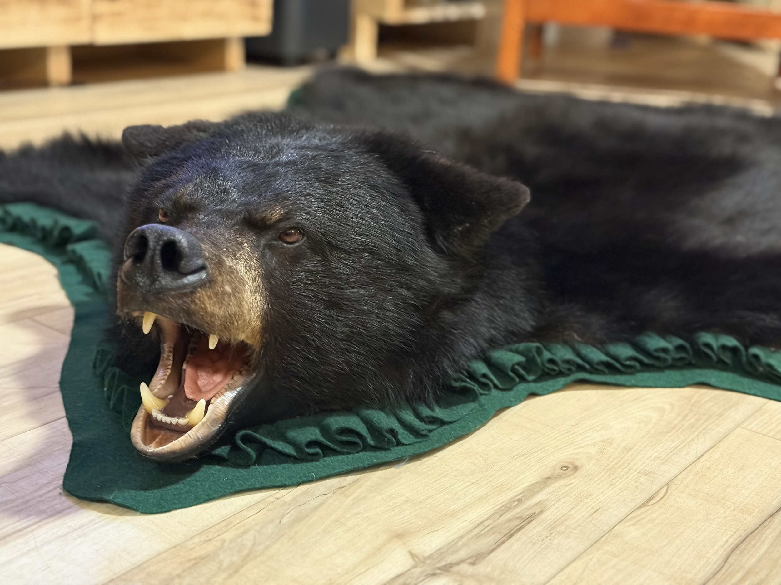 Black Bear rug