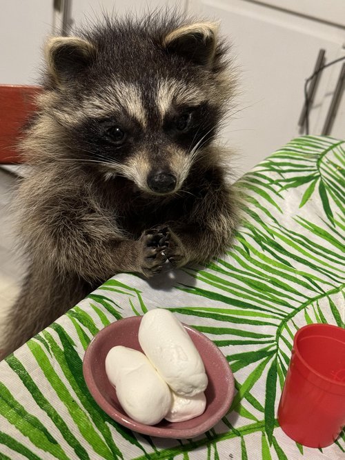 Soft mount raccoon