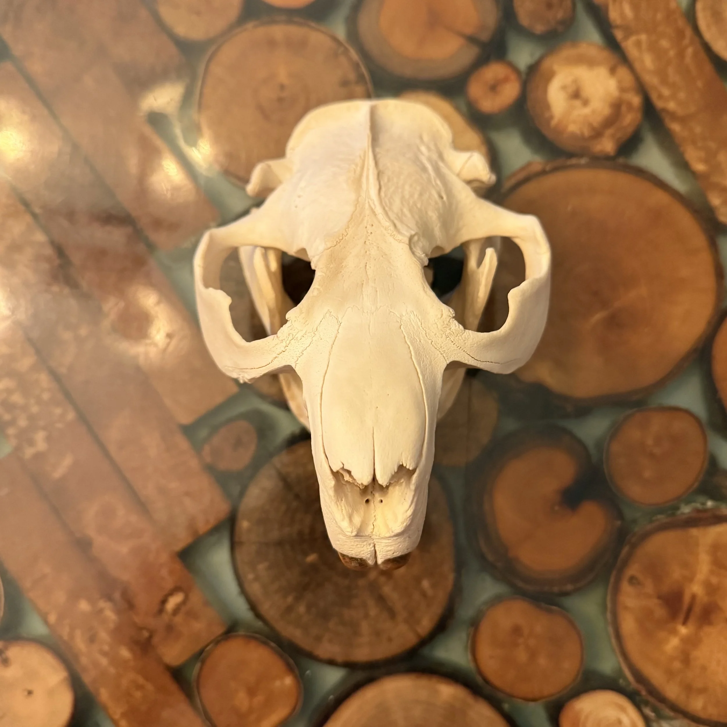 Beaver Skull