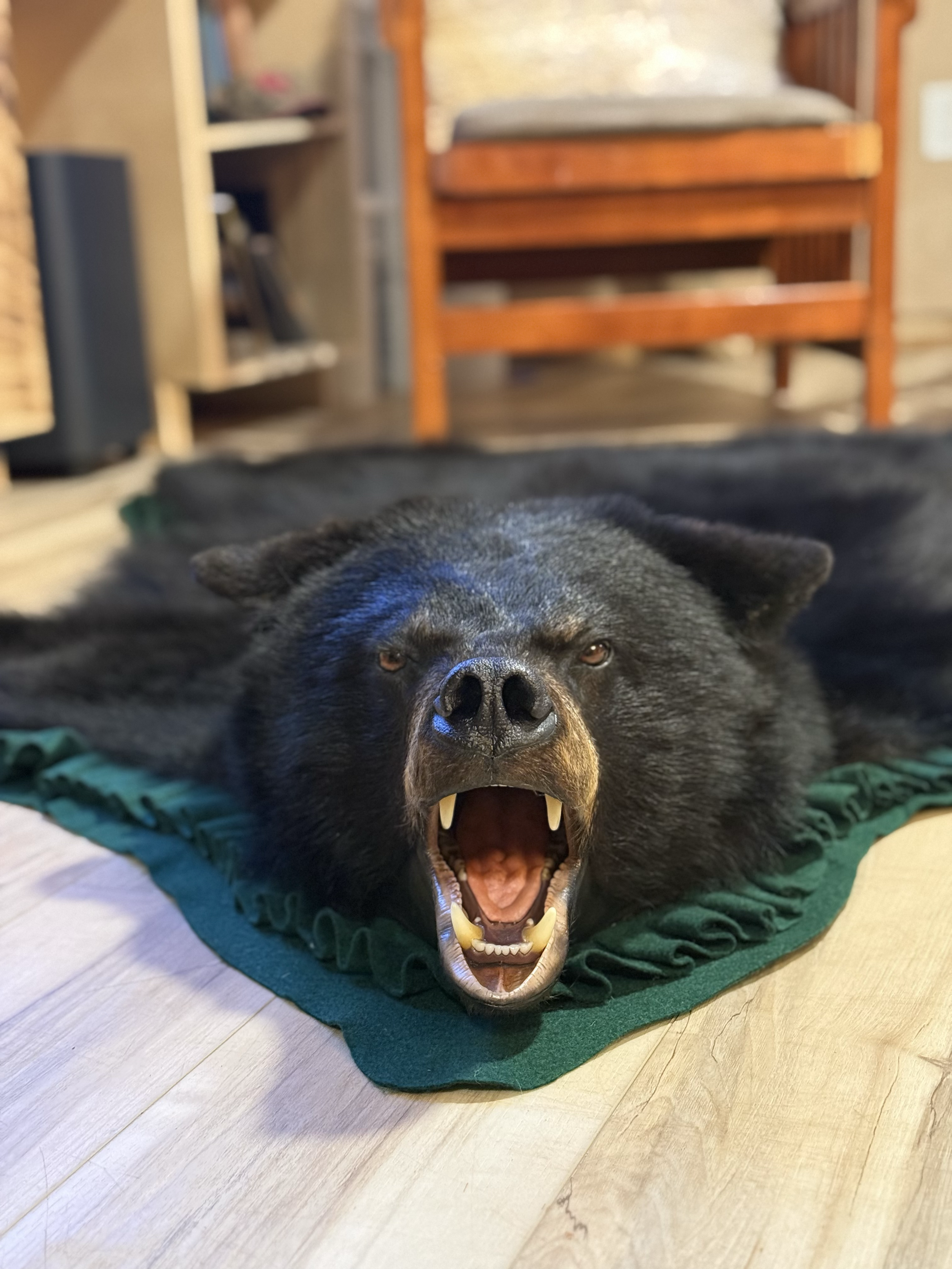 Black Bear rug