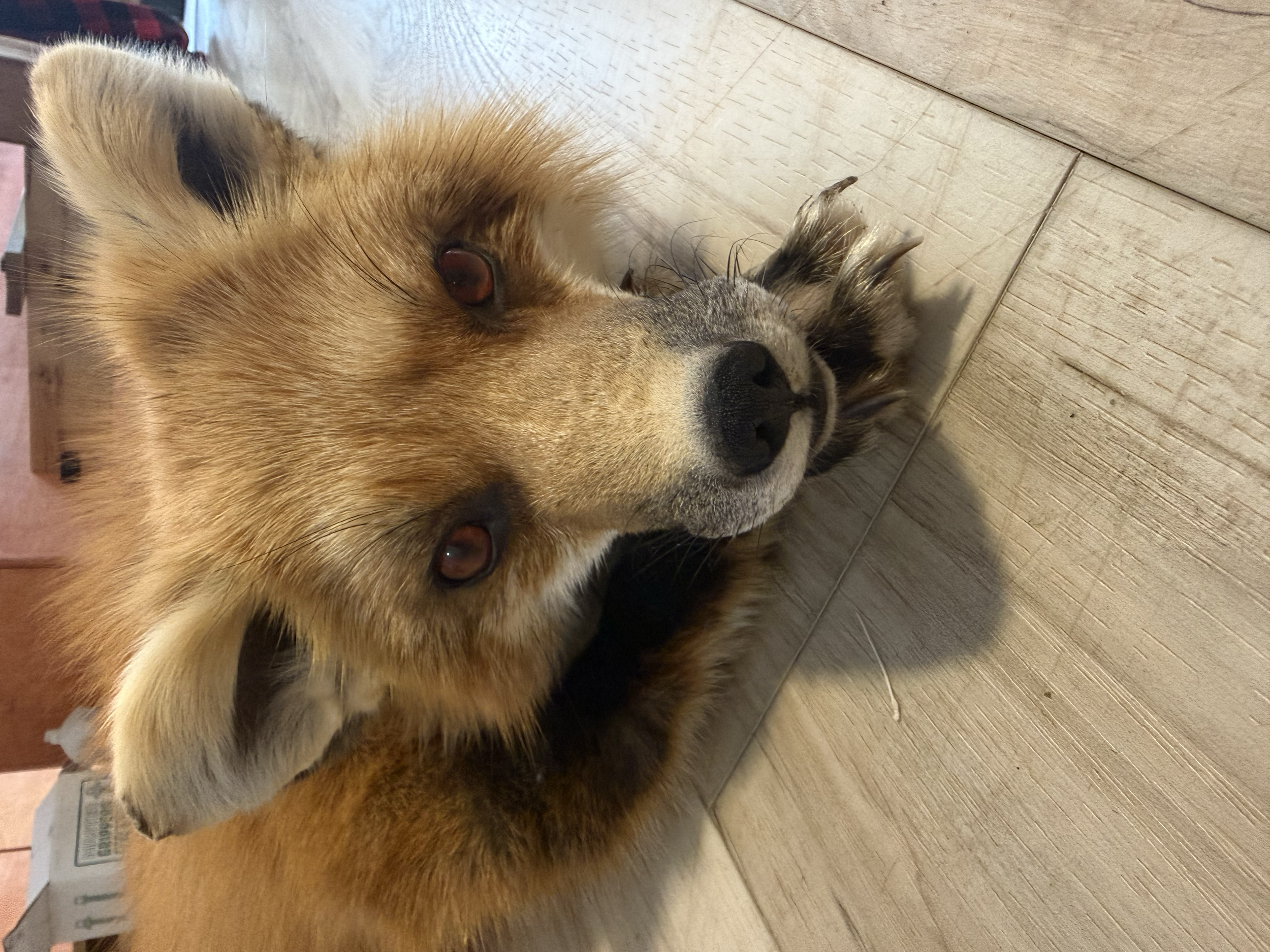 Soft mount fox stuffy