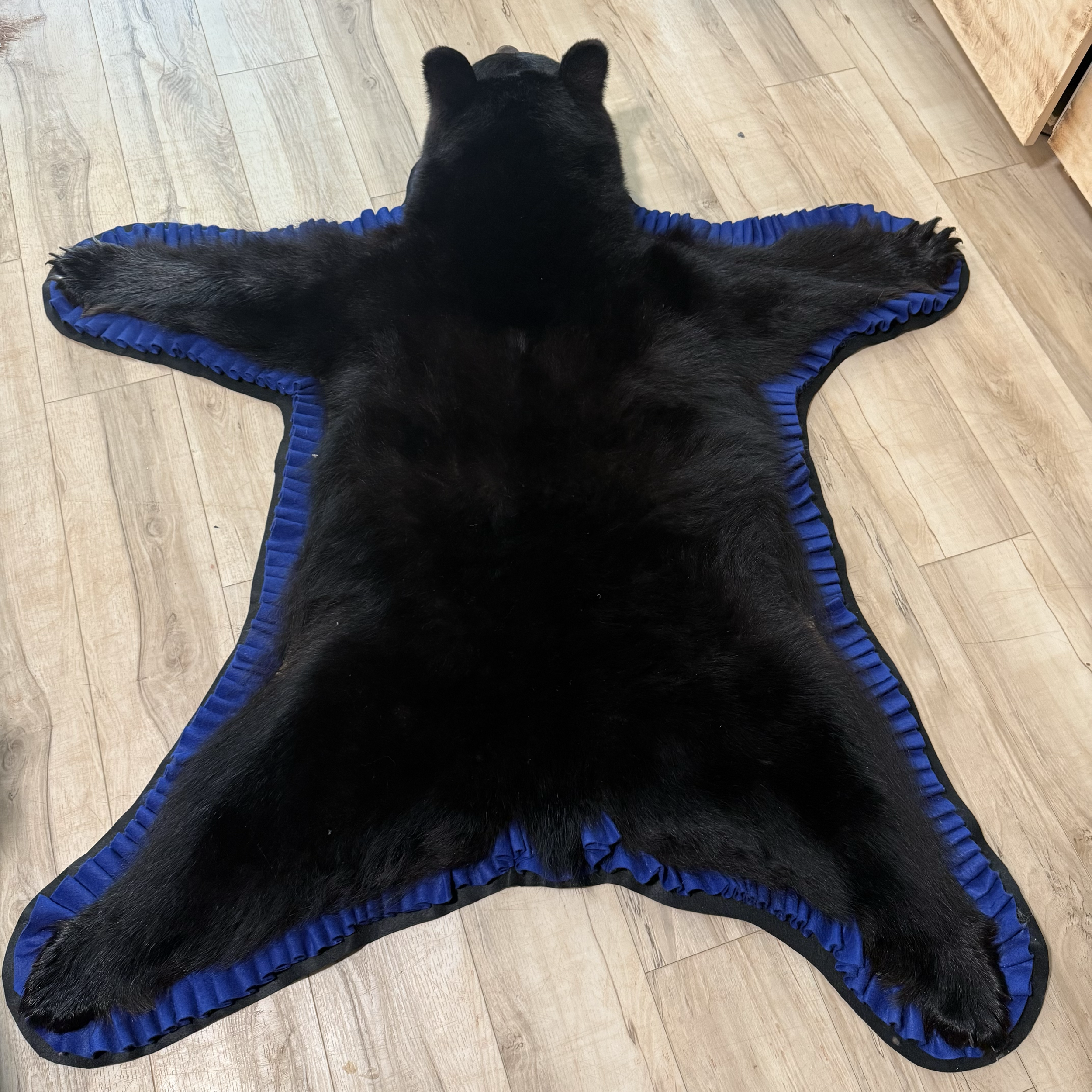 Black bear rug, blue trim, closed mouth