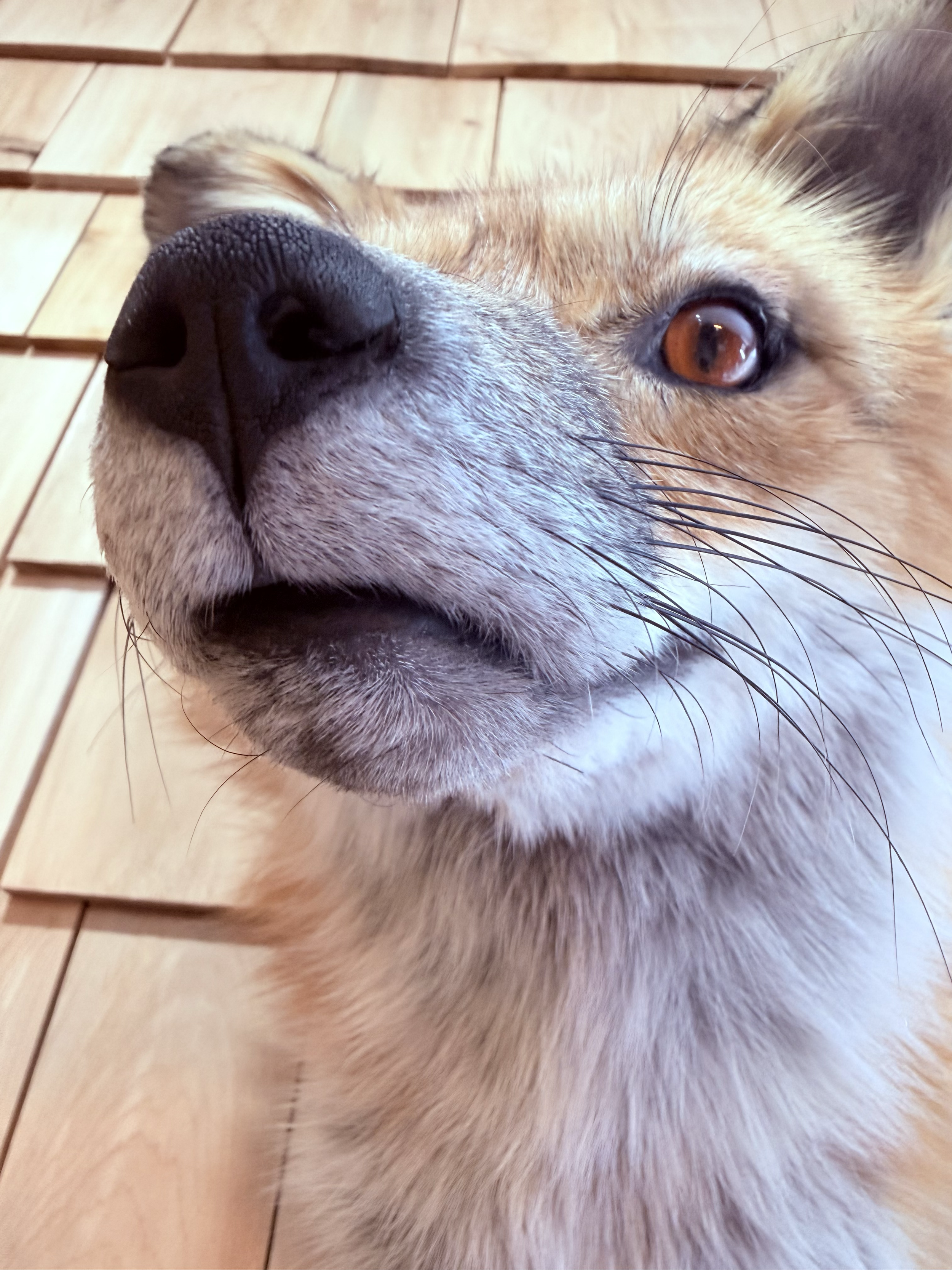 Shoulder mount wall fox